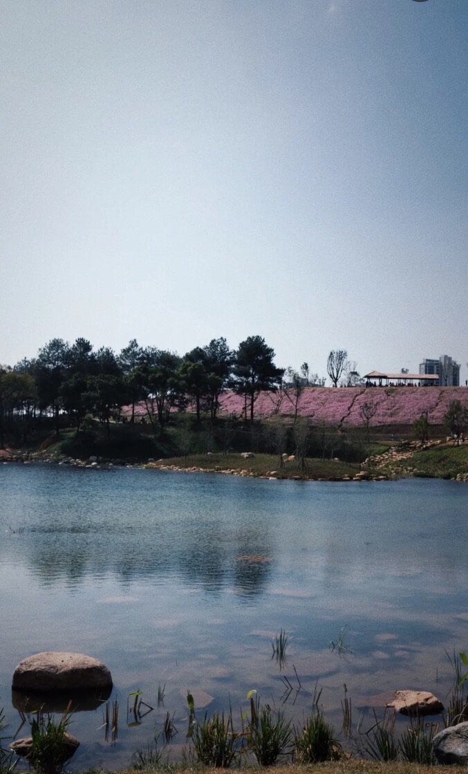 龙州湿地旅行图片 1