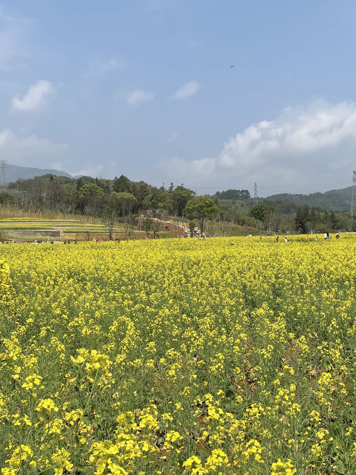 龙州湿地旅行图片 2