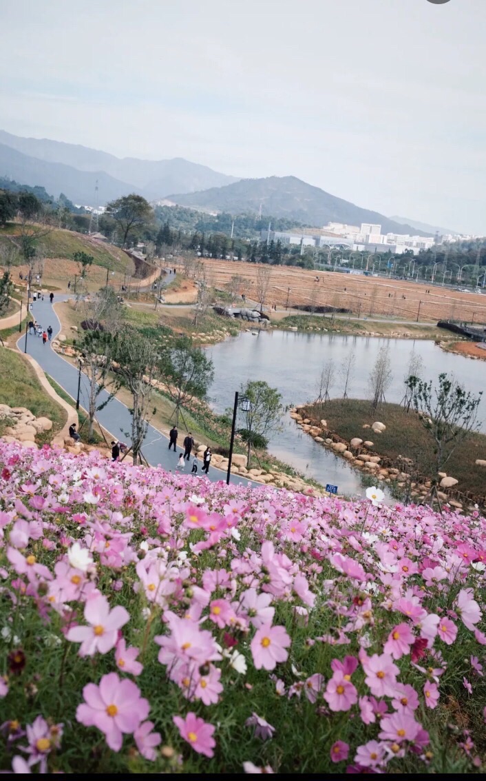 龙州湿地旅行图片 3