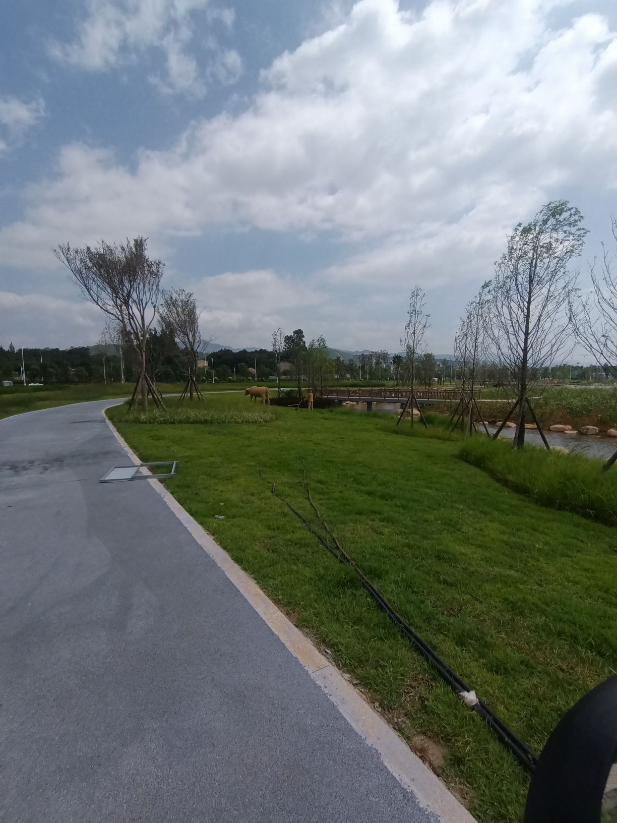 龙州湿地旅行图片 3