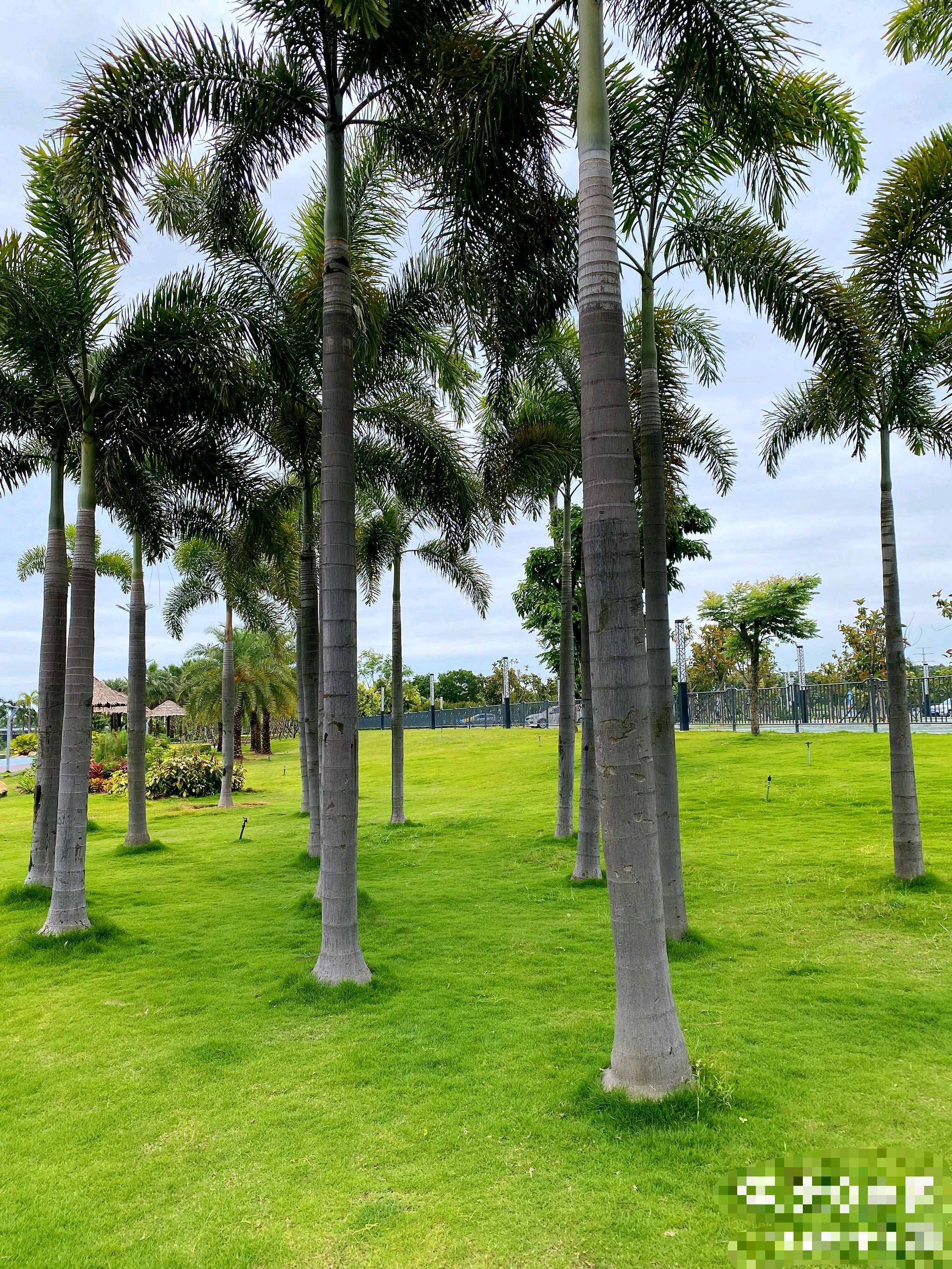 马銮湾南岸滨海公园旅行图片 1