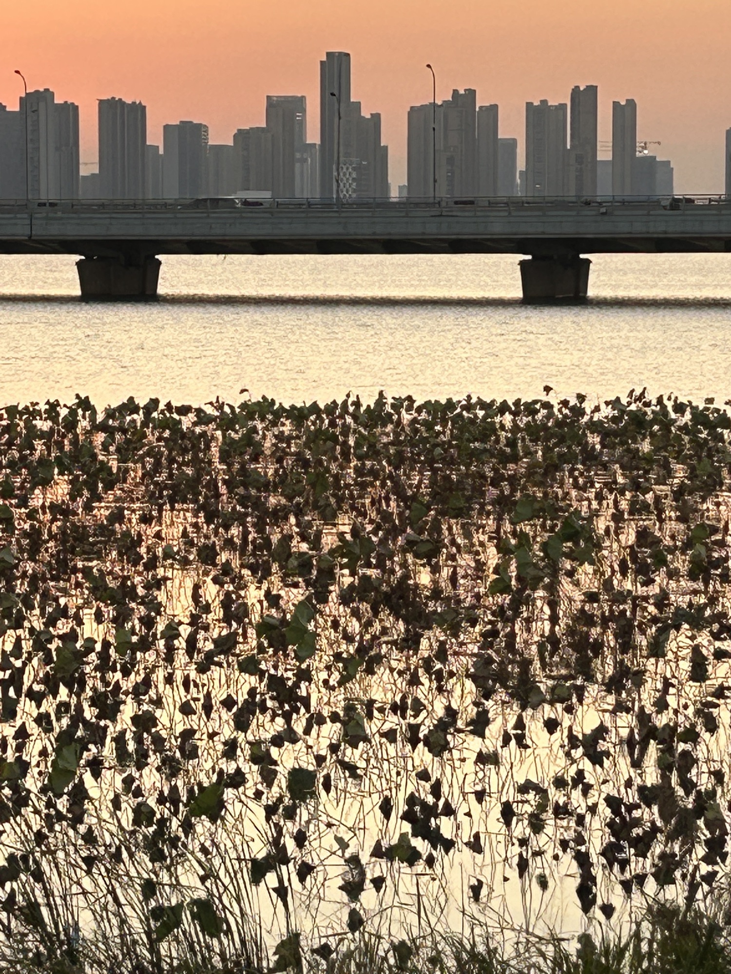 星湾大草坪旅行图片 3