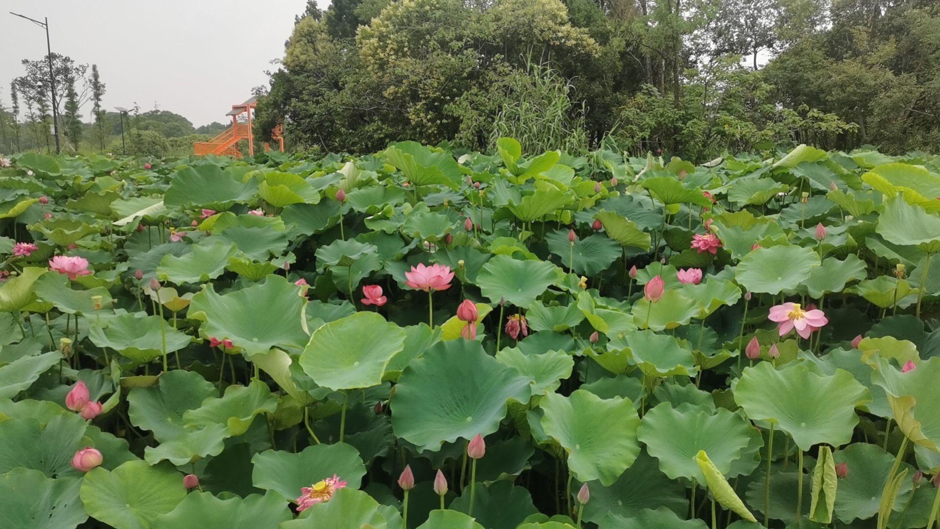 葛庄安全大塘湿地公园旅行图片 2