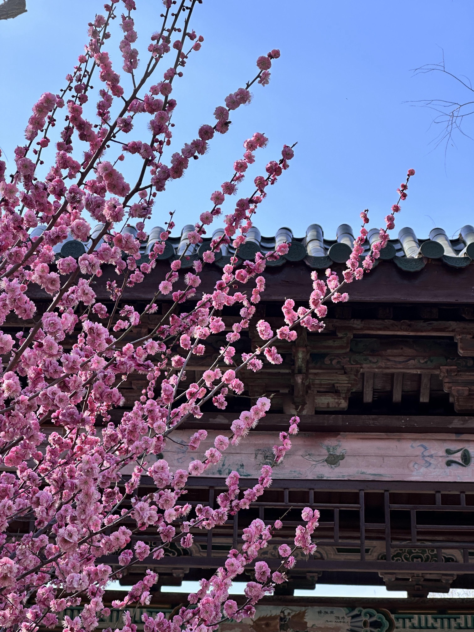 胶州梅园旅行图片 3