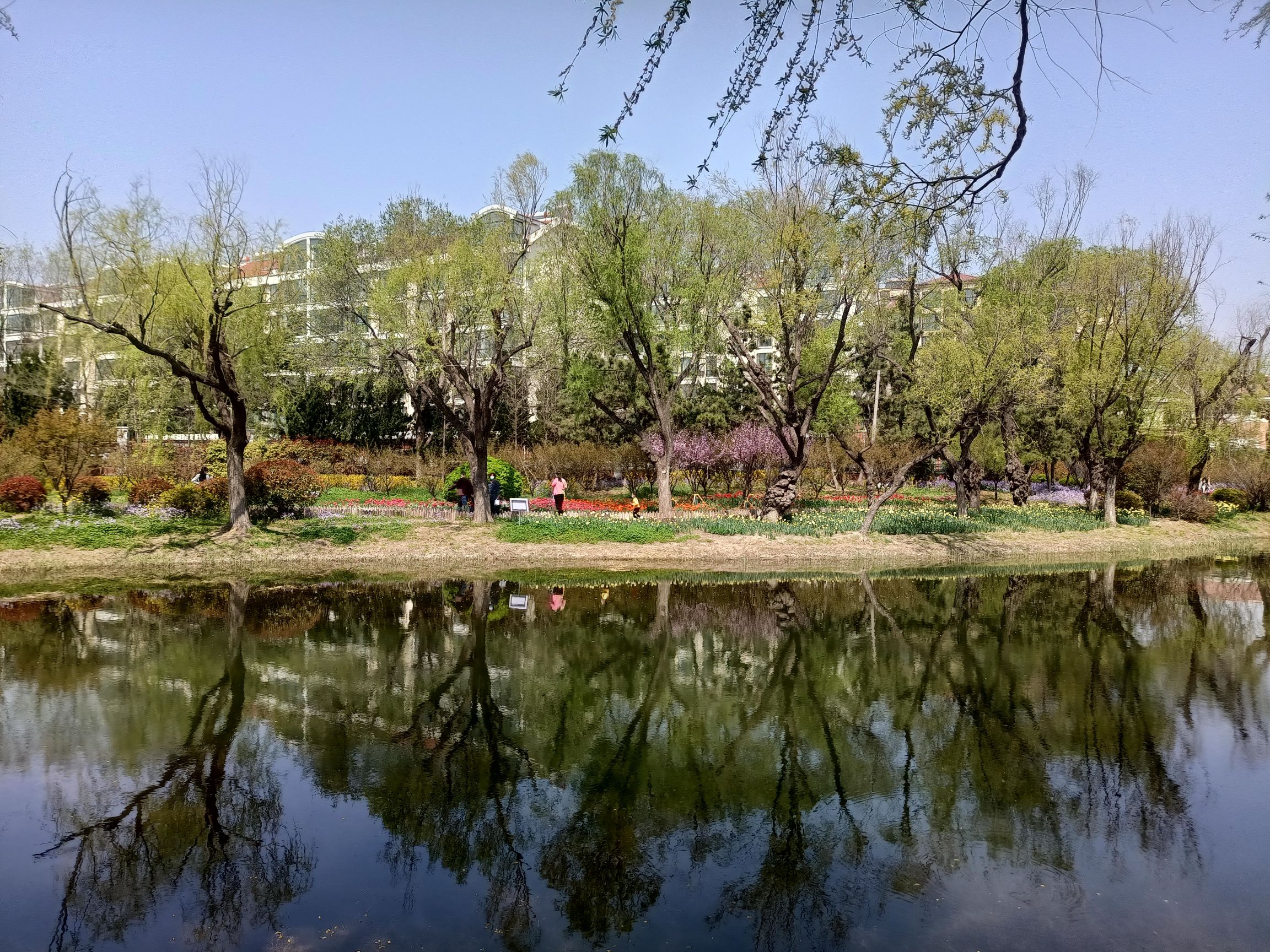 胶州梅园旅行图片 2