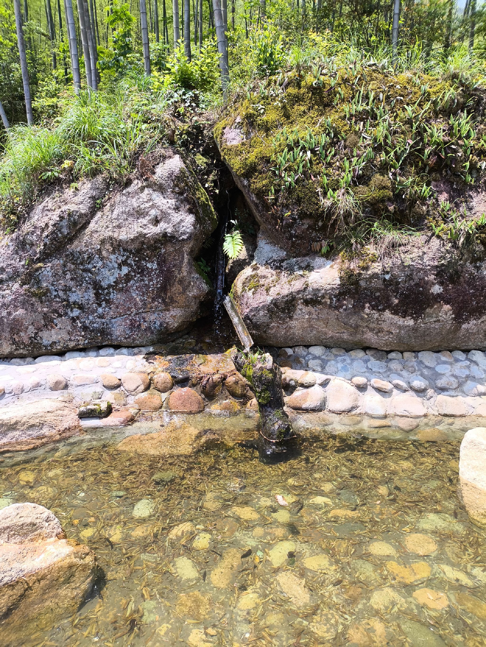 白鹤仙旅行图片 1