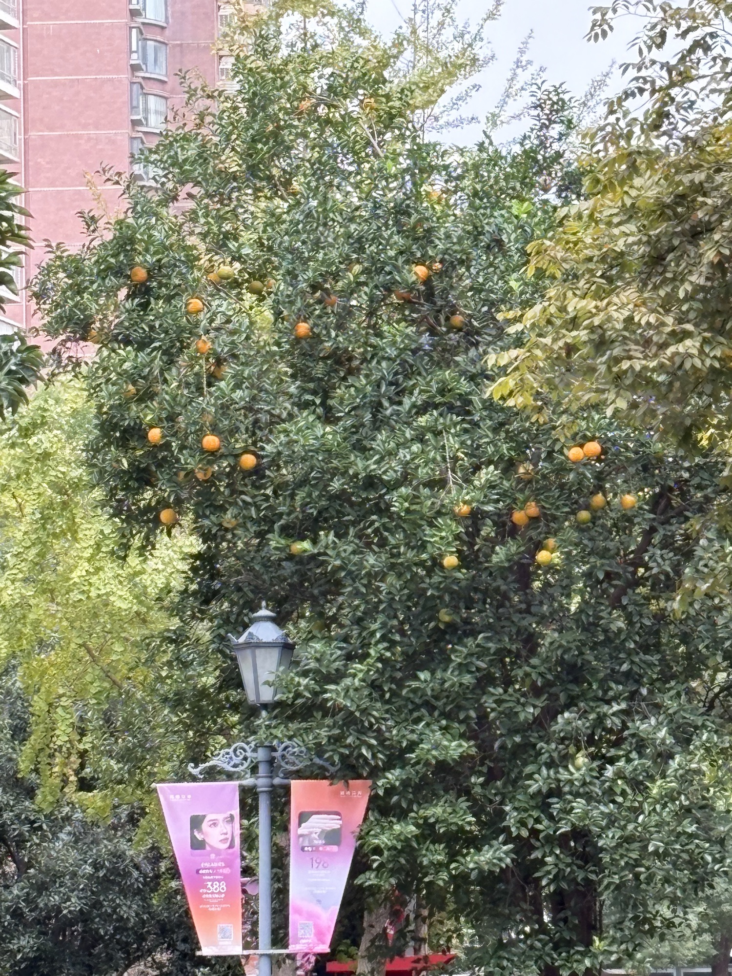 古北市民公园旅行图片 3