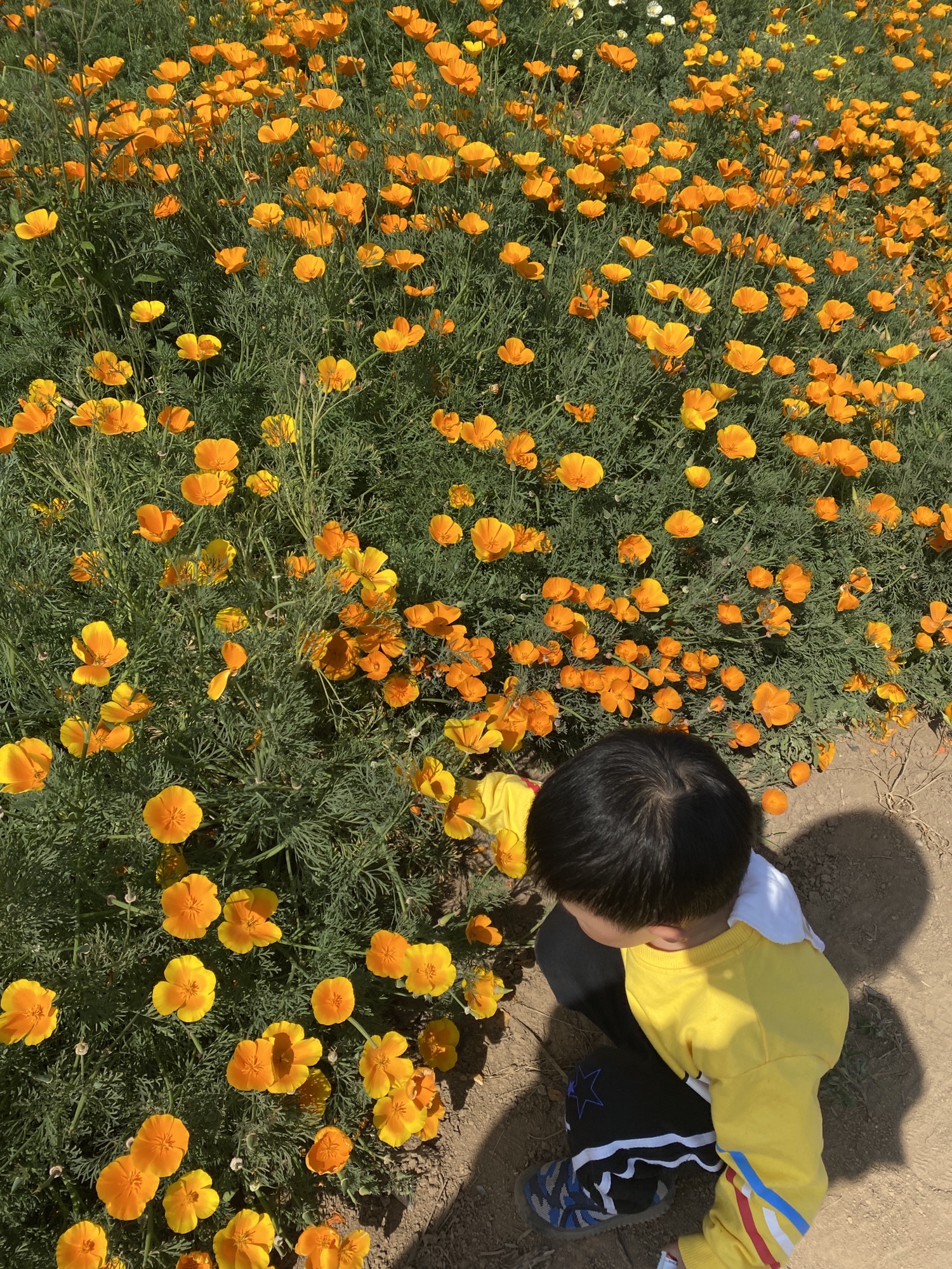 善见花海旅行图片 1
