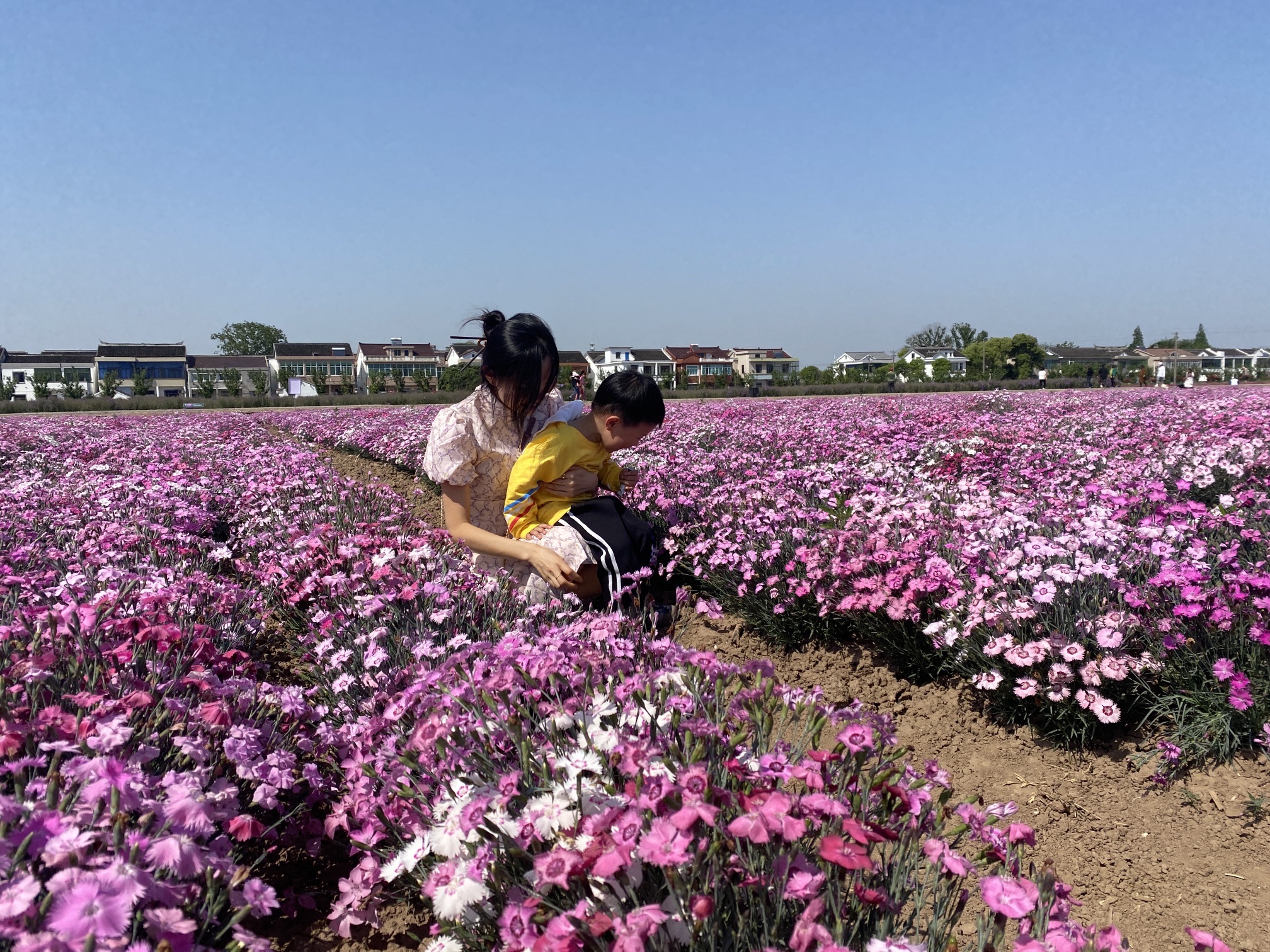 善见花海旅行图片 2