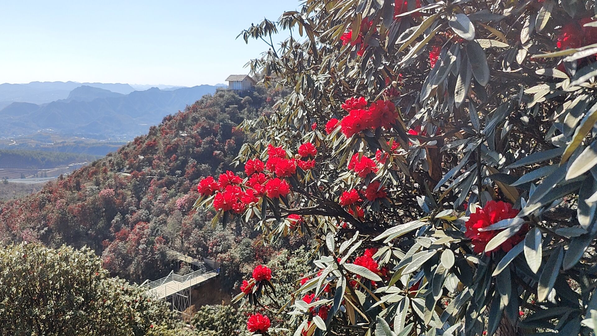 水城国家杜鹃公园