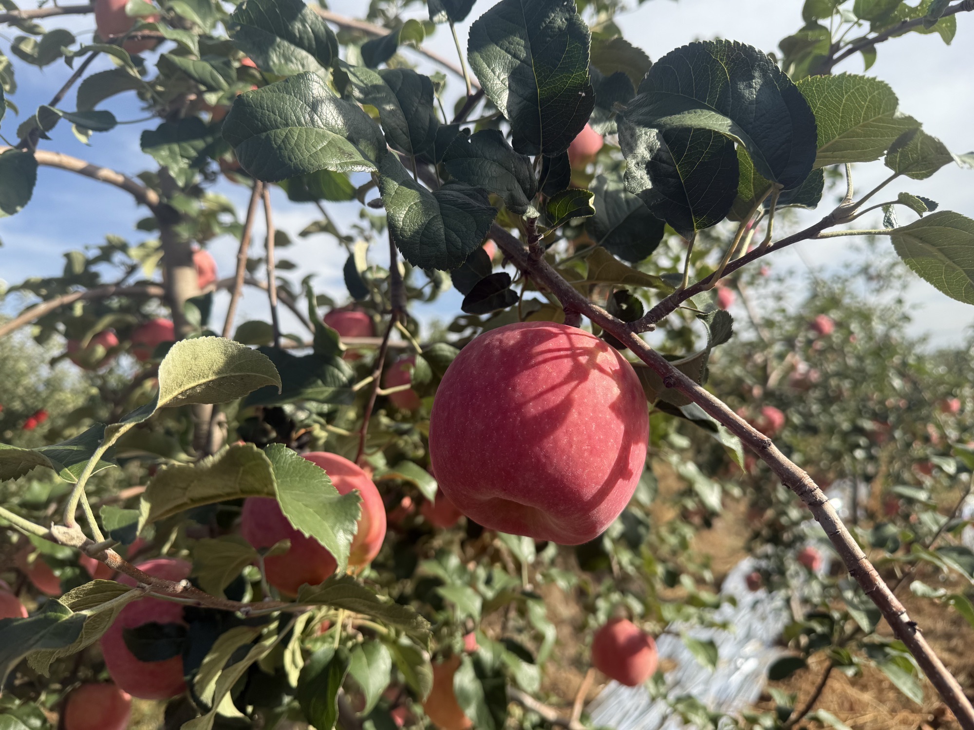 铜川市耀州区秦脆瑞雪农业专业合作社