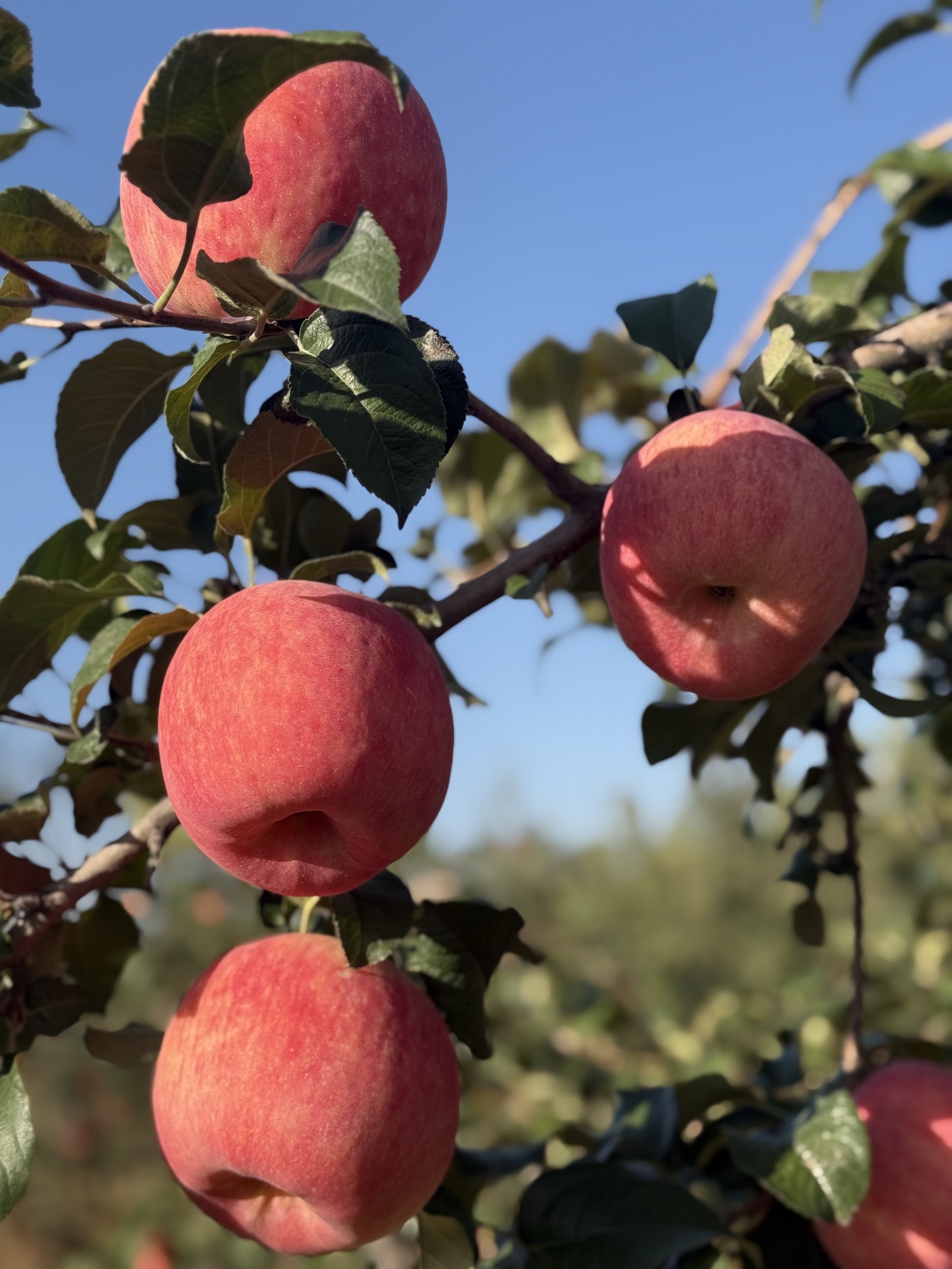 铜川市耀州区秦脆瑞雪农业专业合作社
