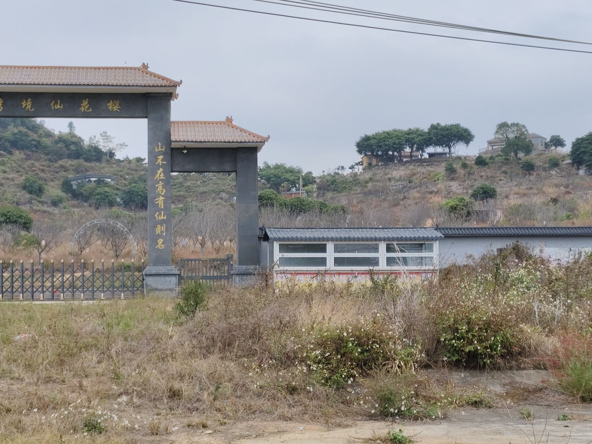 江门樱花仙境湾旅行图片 2