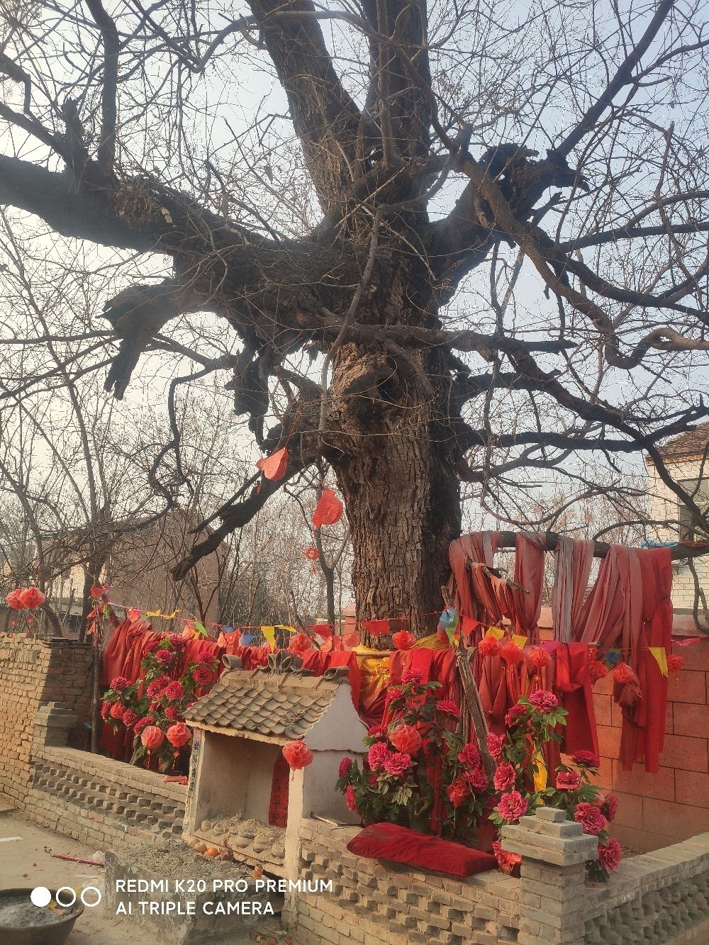千年古槐树