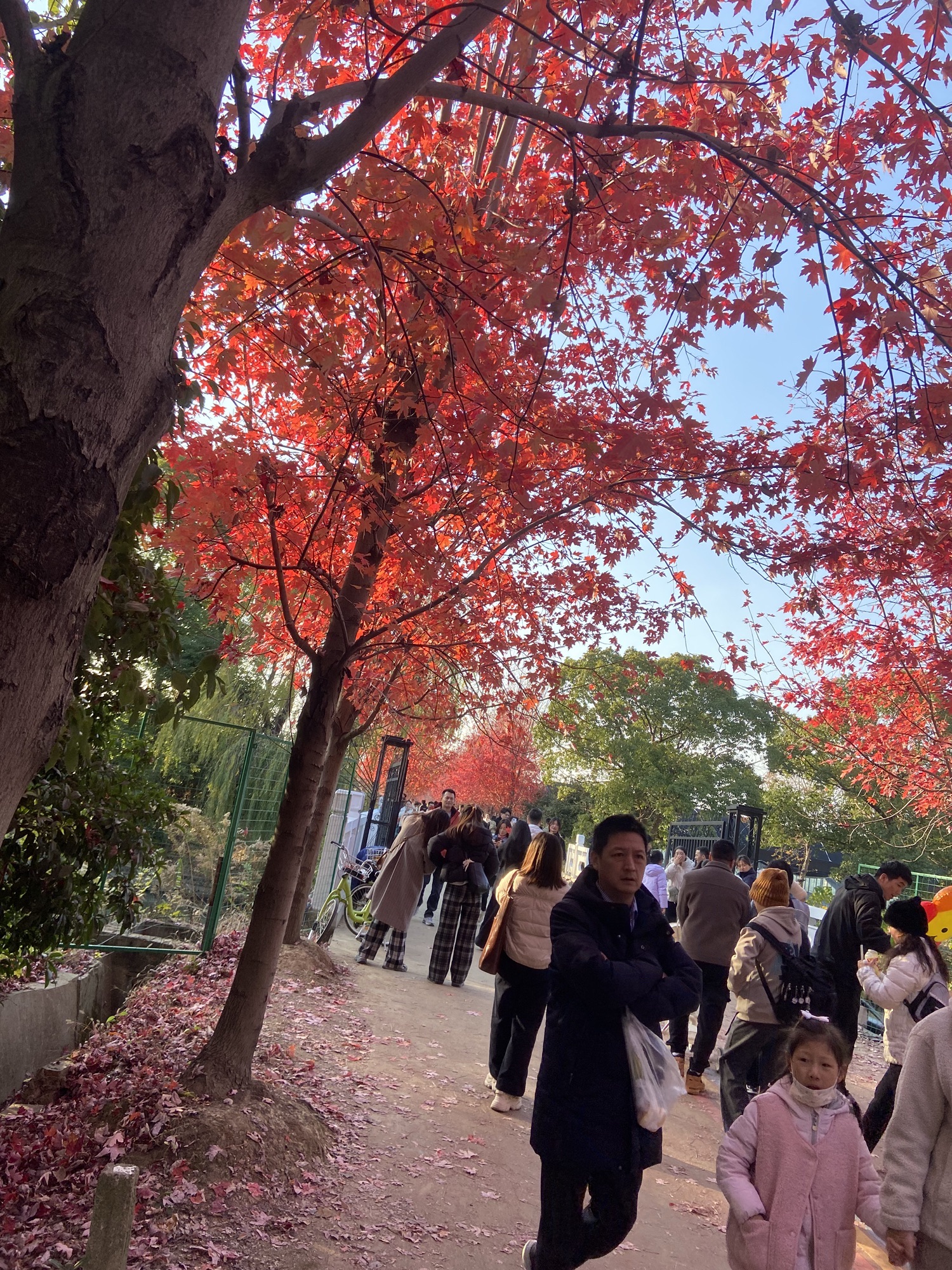 阳澄湖畔红枫大道旅行图片 3