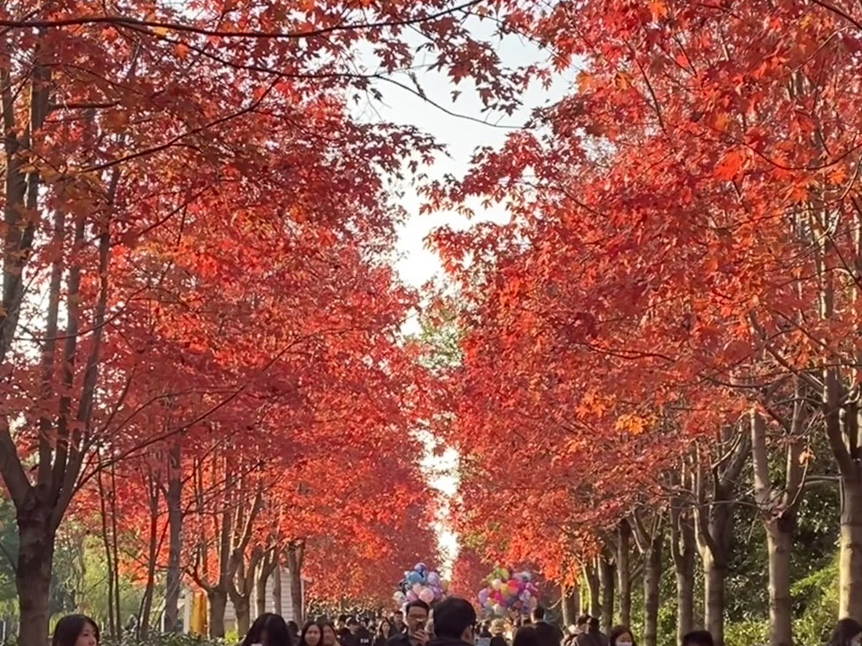 阳澄湖畔红枫大道旅行图片 1