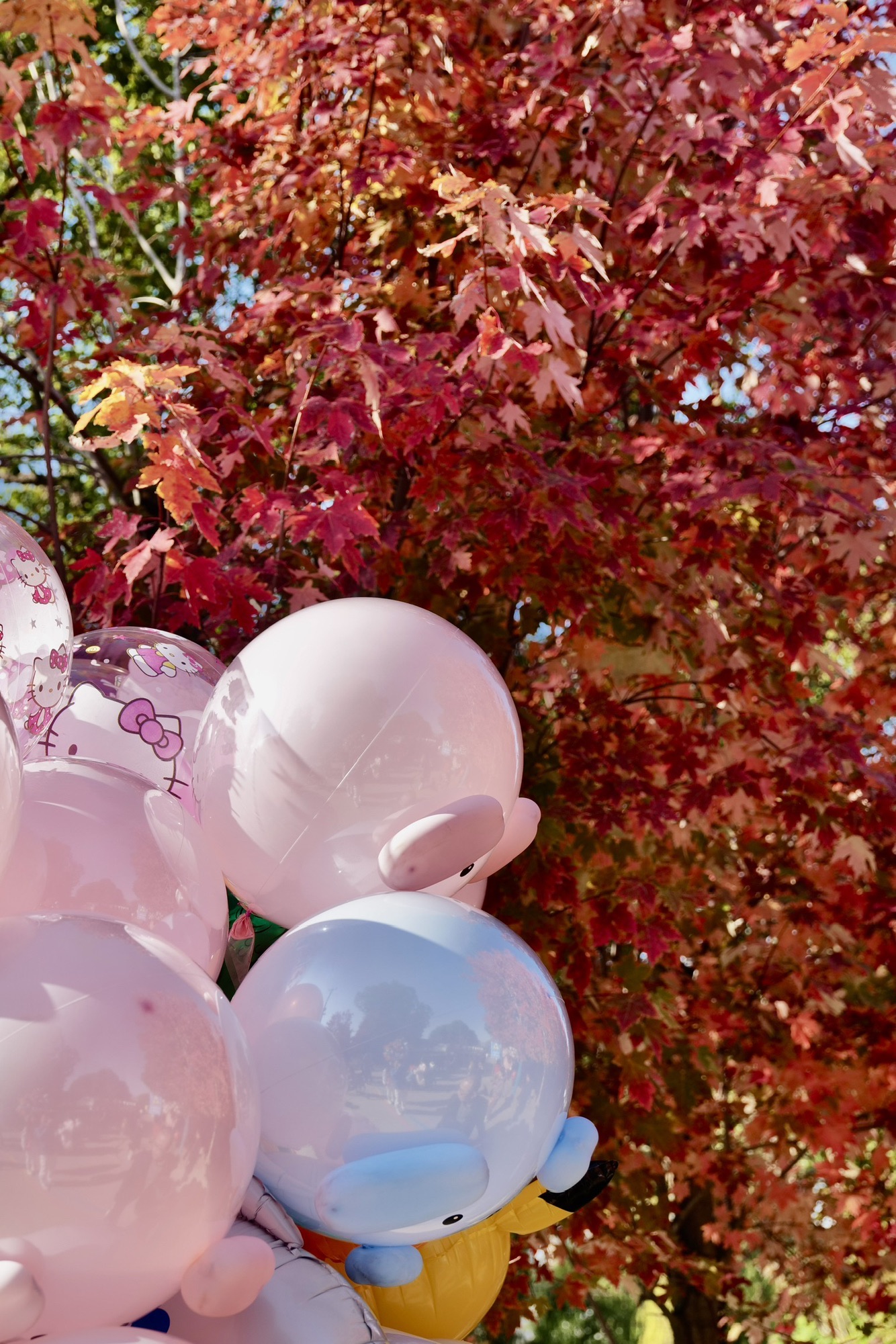 阳澄湖畔红枫大道旅行图片 1