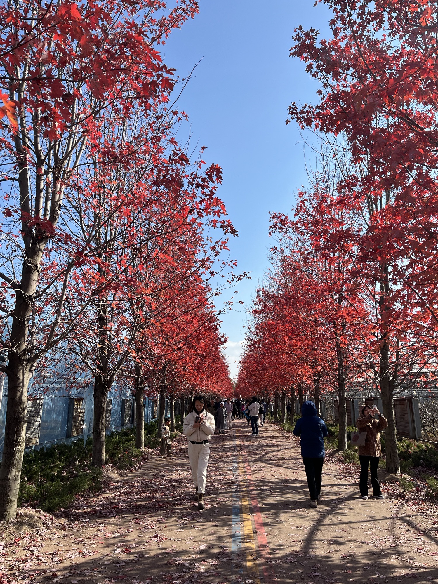 阳澄湖畔红枫大道旅行图片 2