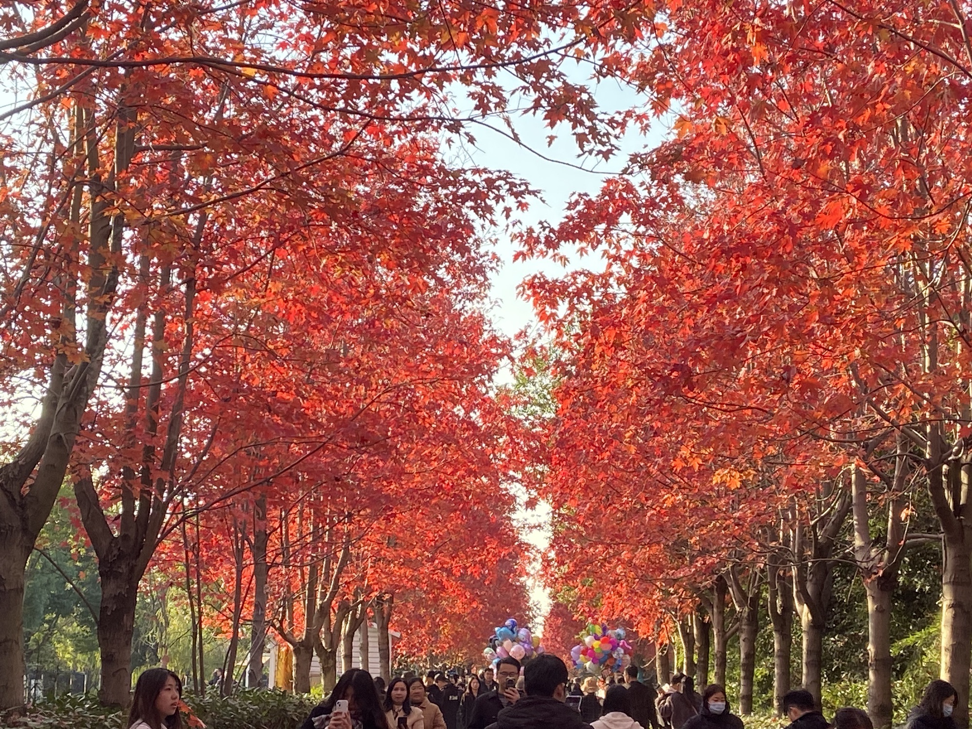 阳澄湖畔红枫大道旅行图片 2