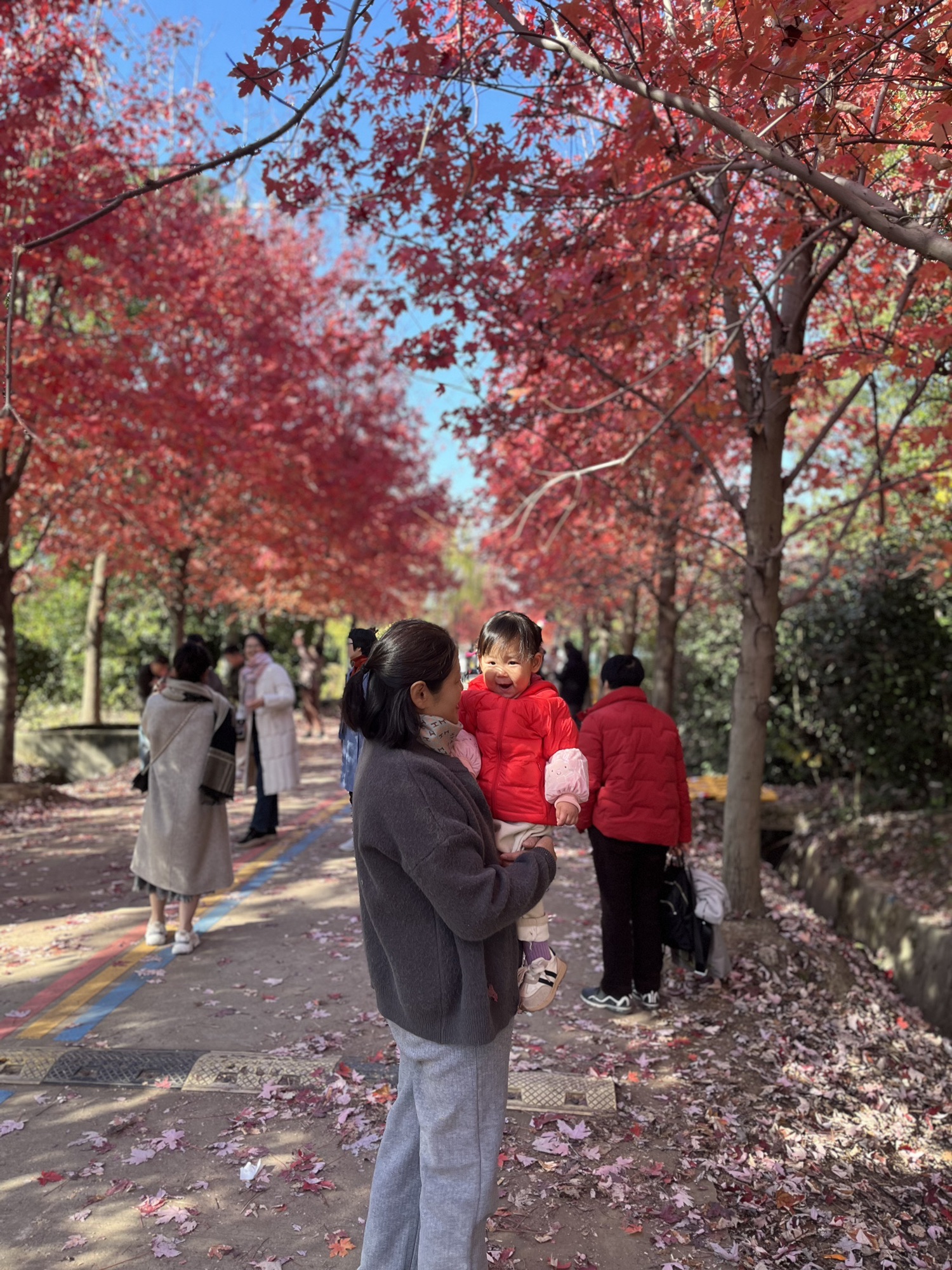 阳澄湖畔红枫大道旅行图片 3