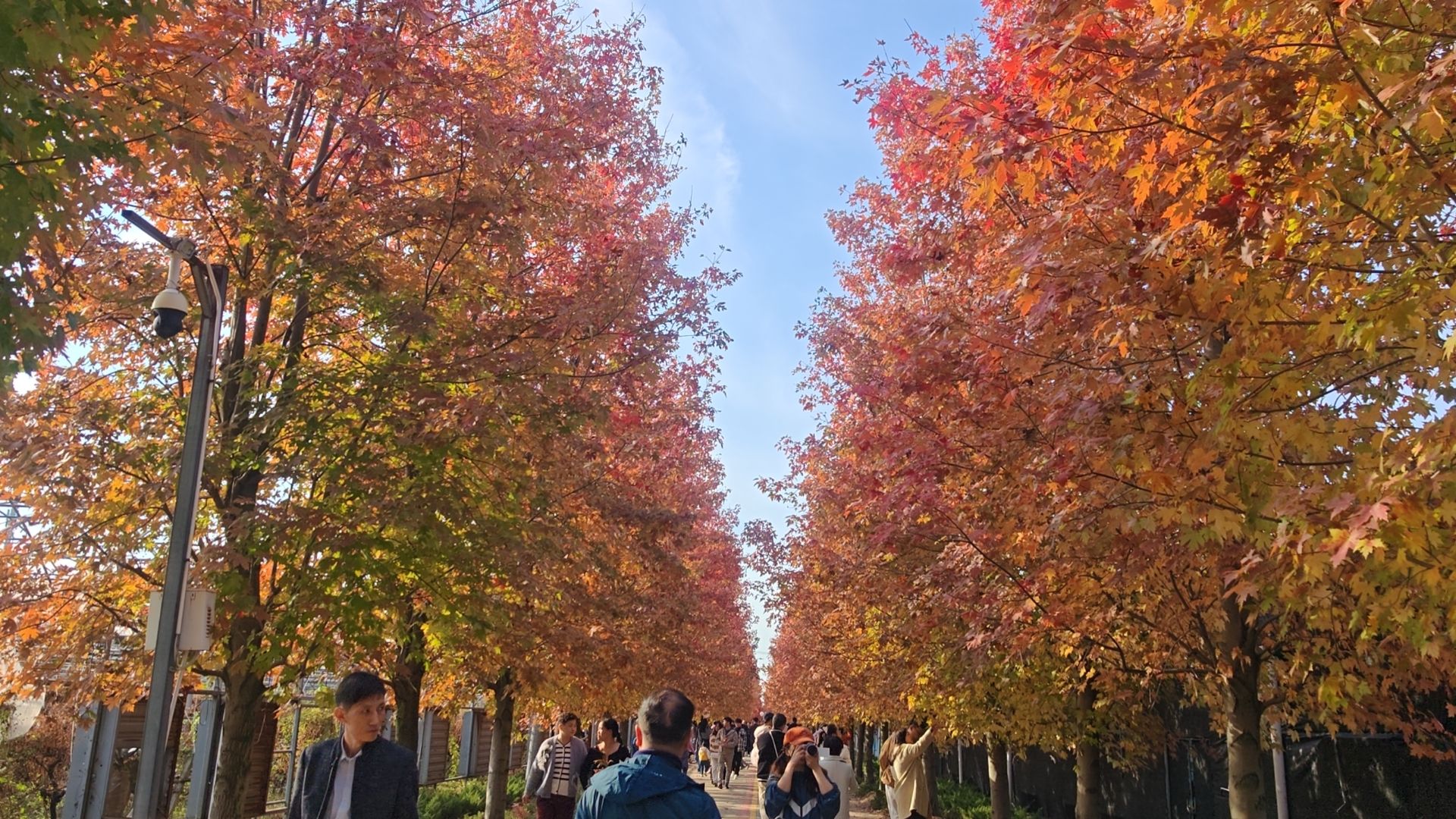 阳澄湖畔红枫大道旅行图片 1
