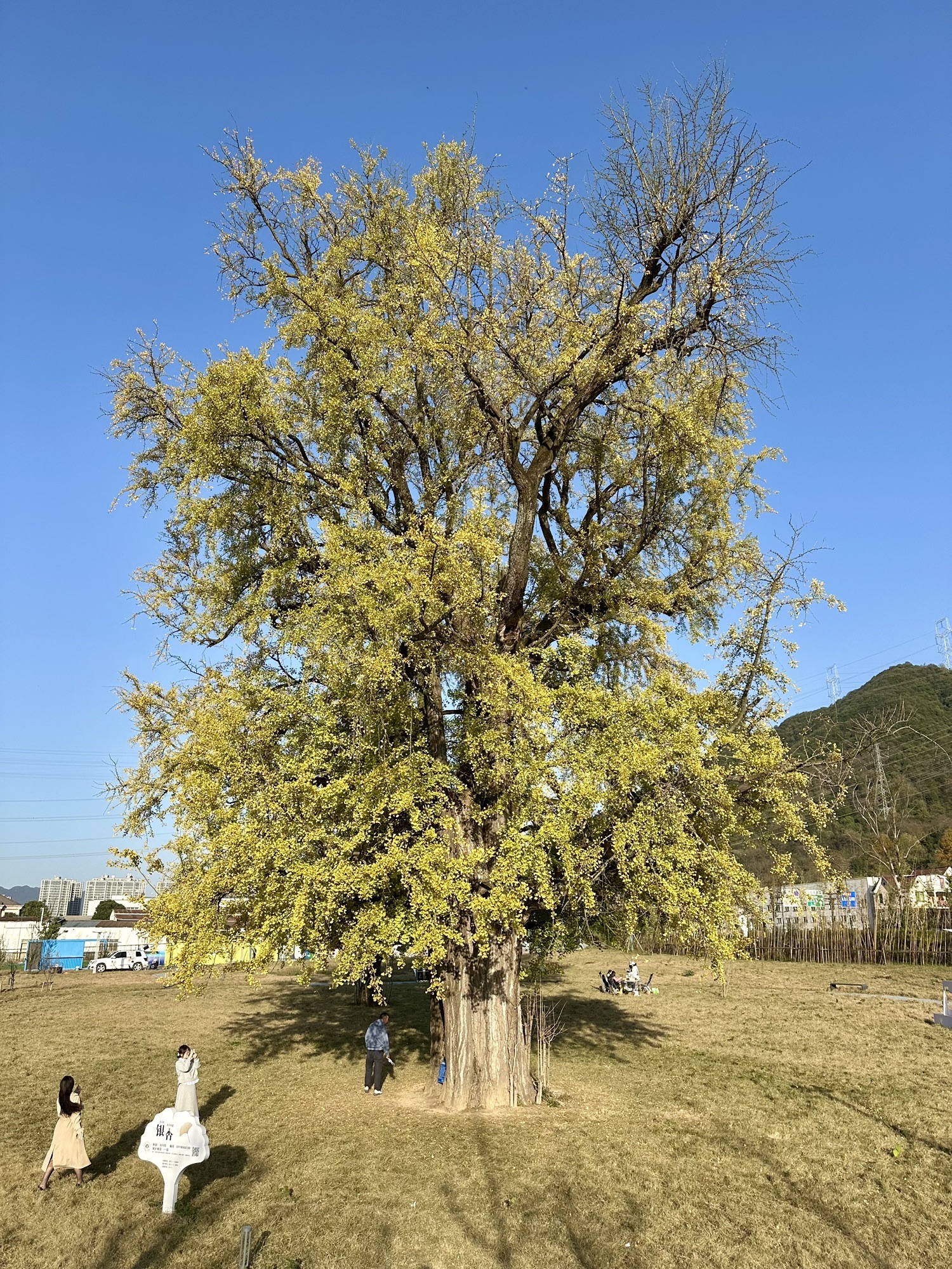 银杏公园旅行图片 2