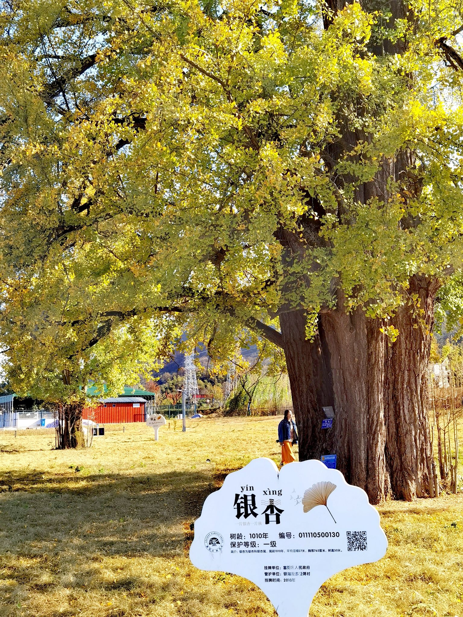 银杏公园旅行图片 2