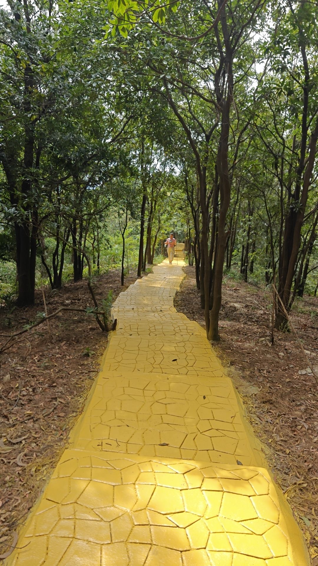 金象山森林公园旅行图片 2