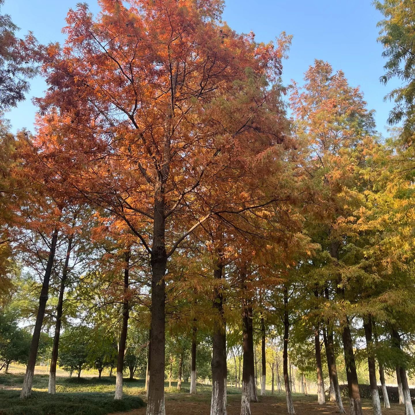 苗圃公园旅行图片 2