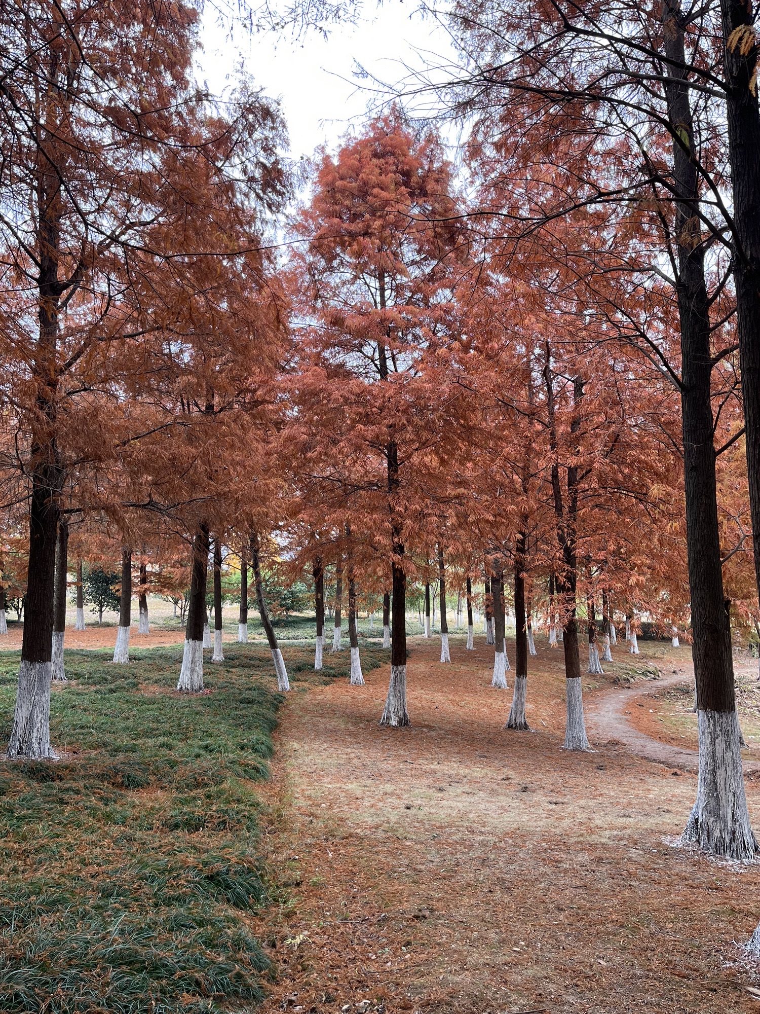 苗圃公园旅行图片 3