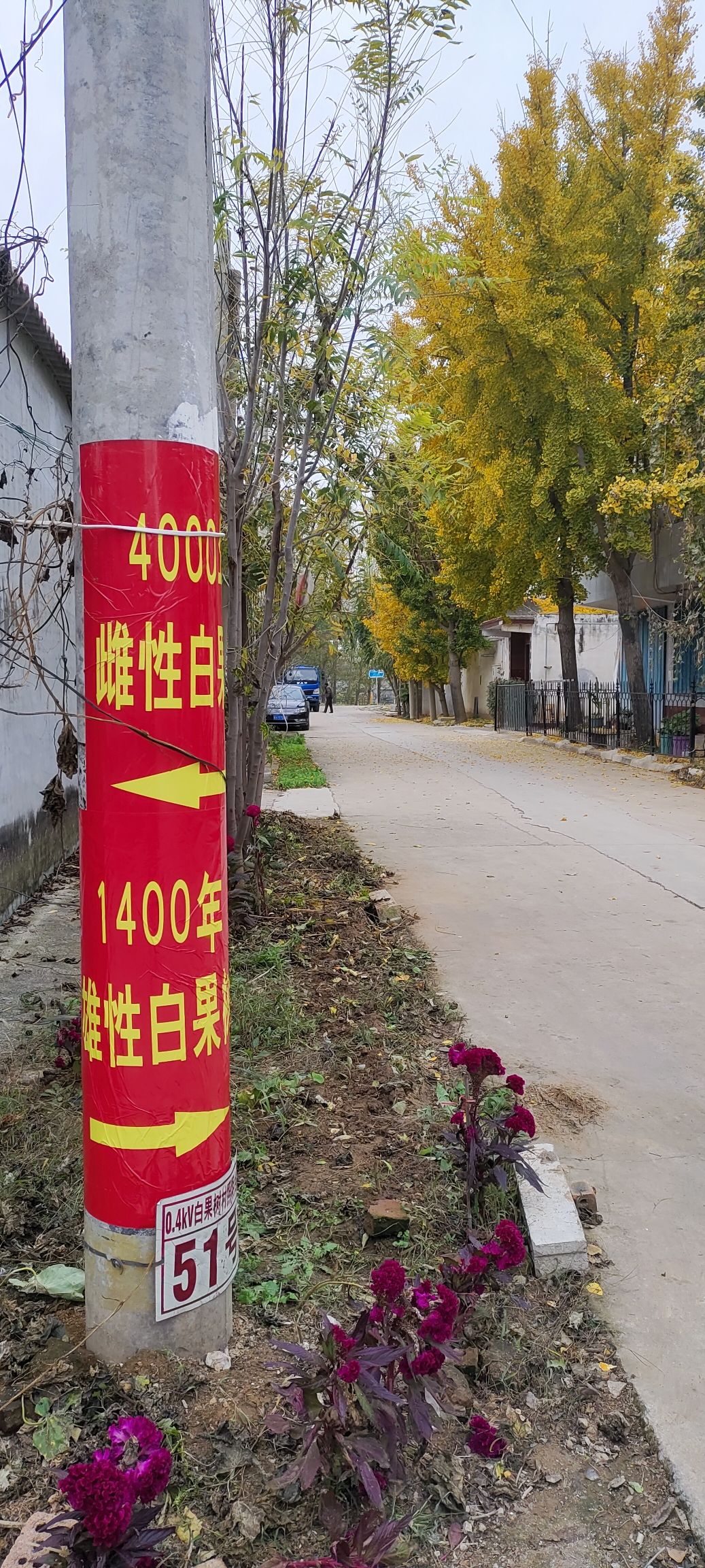 白果树村大白果树旅行图片 2