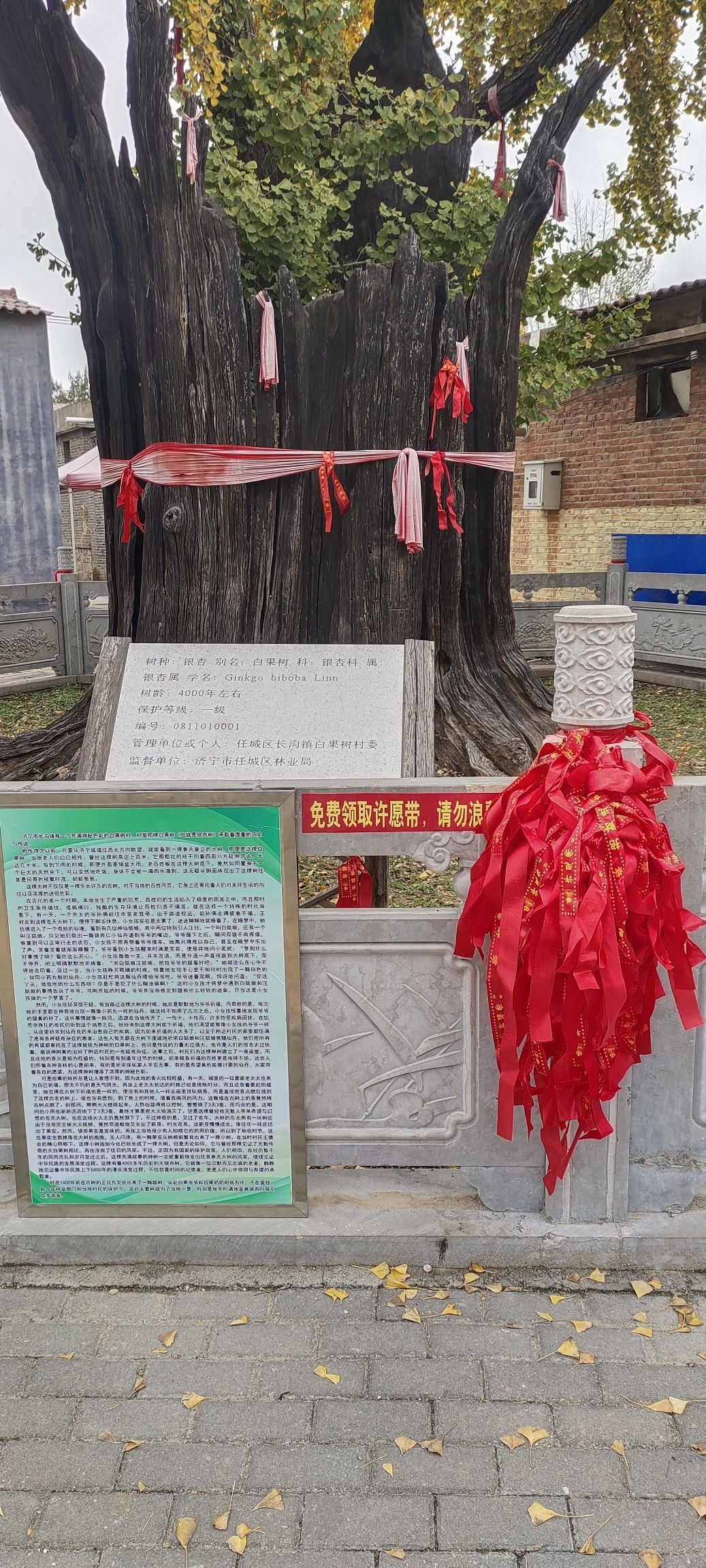 白果树村大白果树旅行图片 3