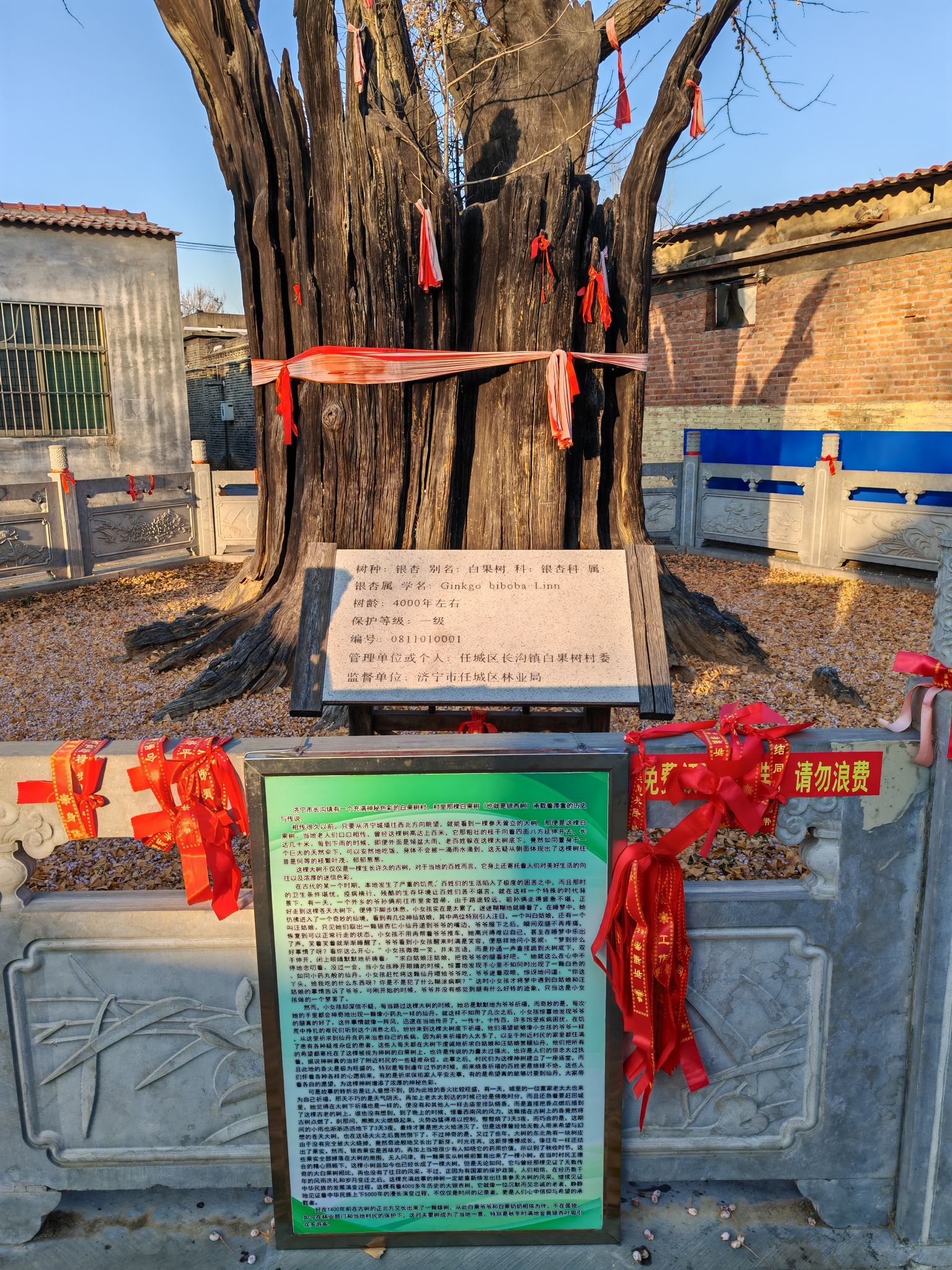 白果树村大白果树旅行图片 3