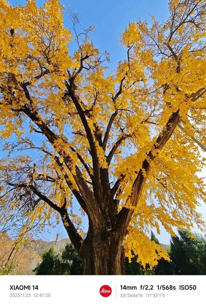 白果树村大白果树旅行图片 1