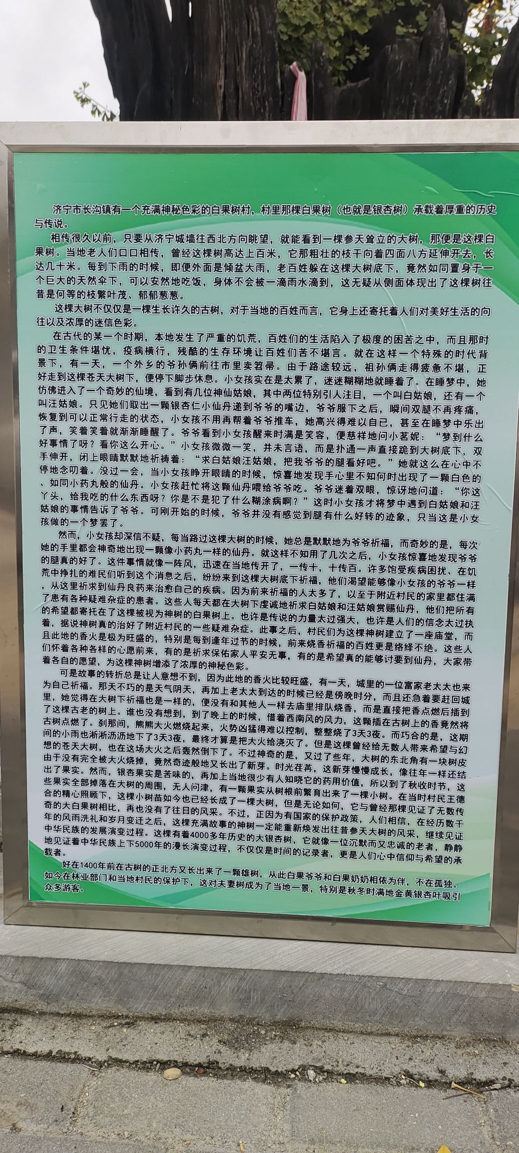 白果树村大白果树旅行图片 1
