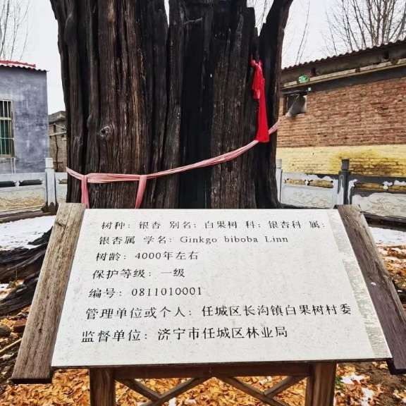 白果树村大白果树旅行图片 1