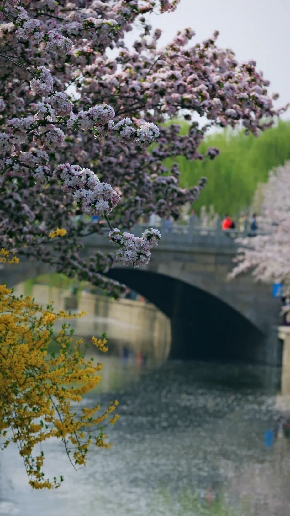 海棠花溪公园旅行图片 3