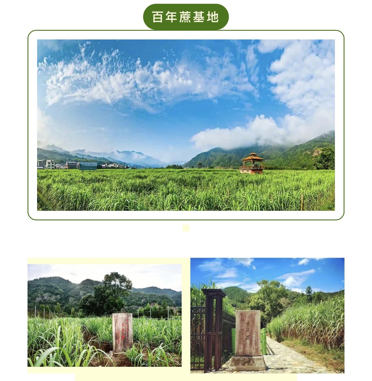 松溪县百年蔗保护区旅行图片 1