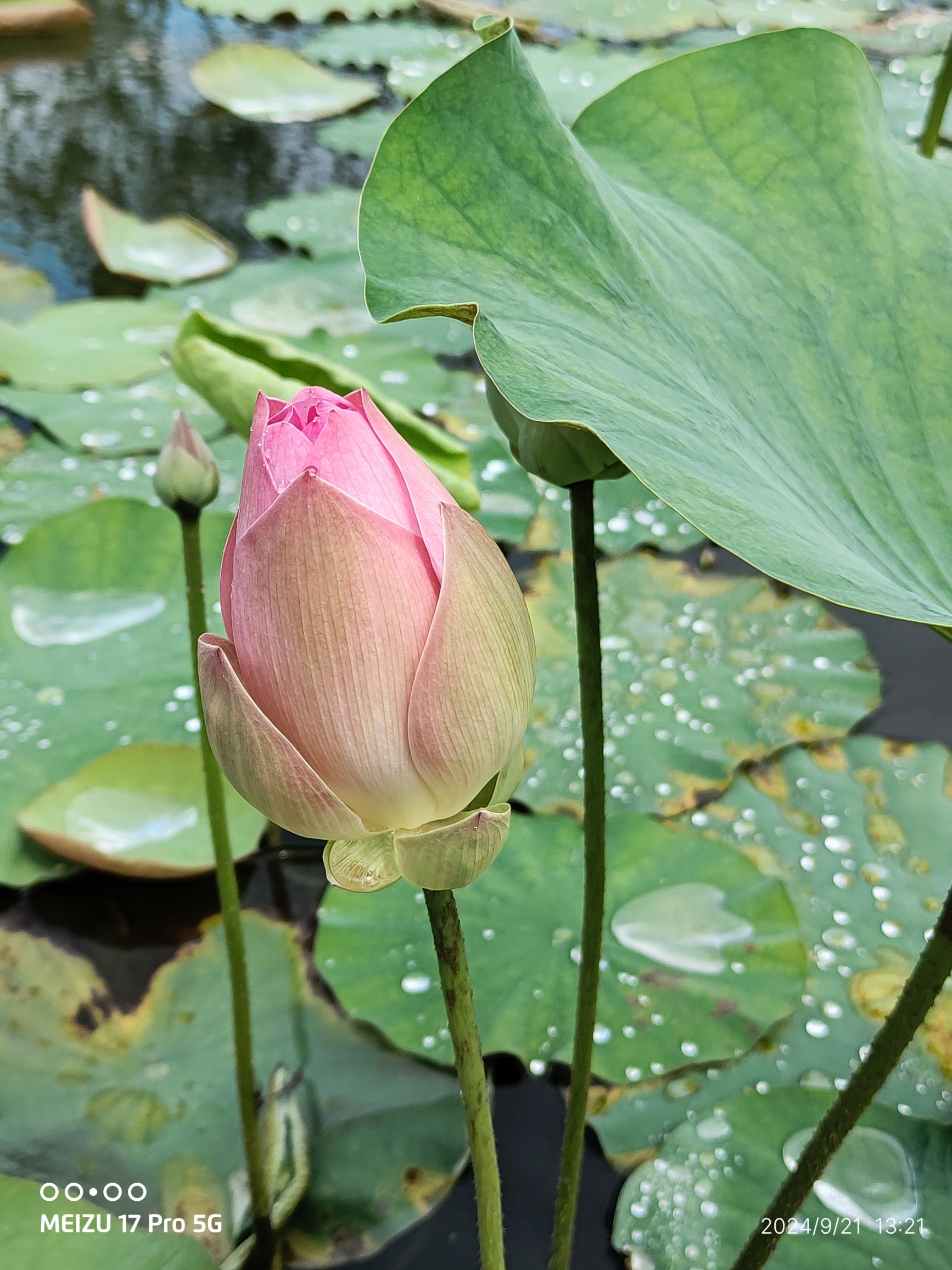 肇庆新区澄园旅行图片