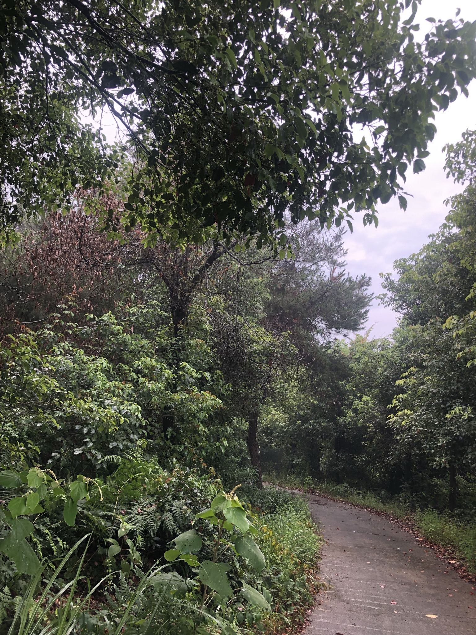 龙泉庵旅行图片 1