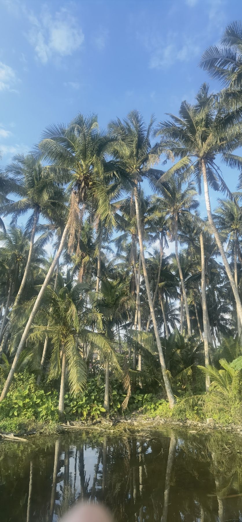 椰林3号观景台