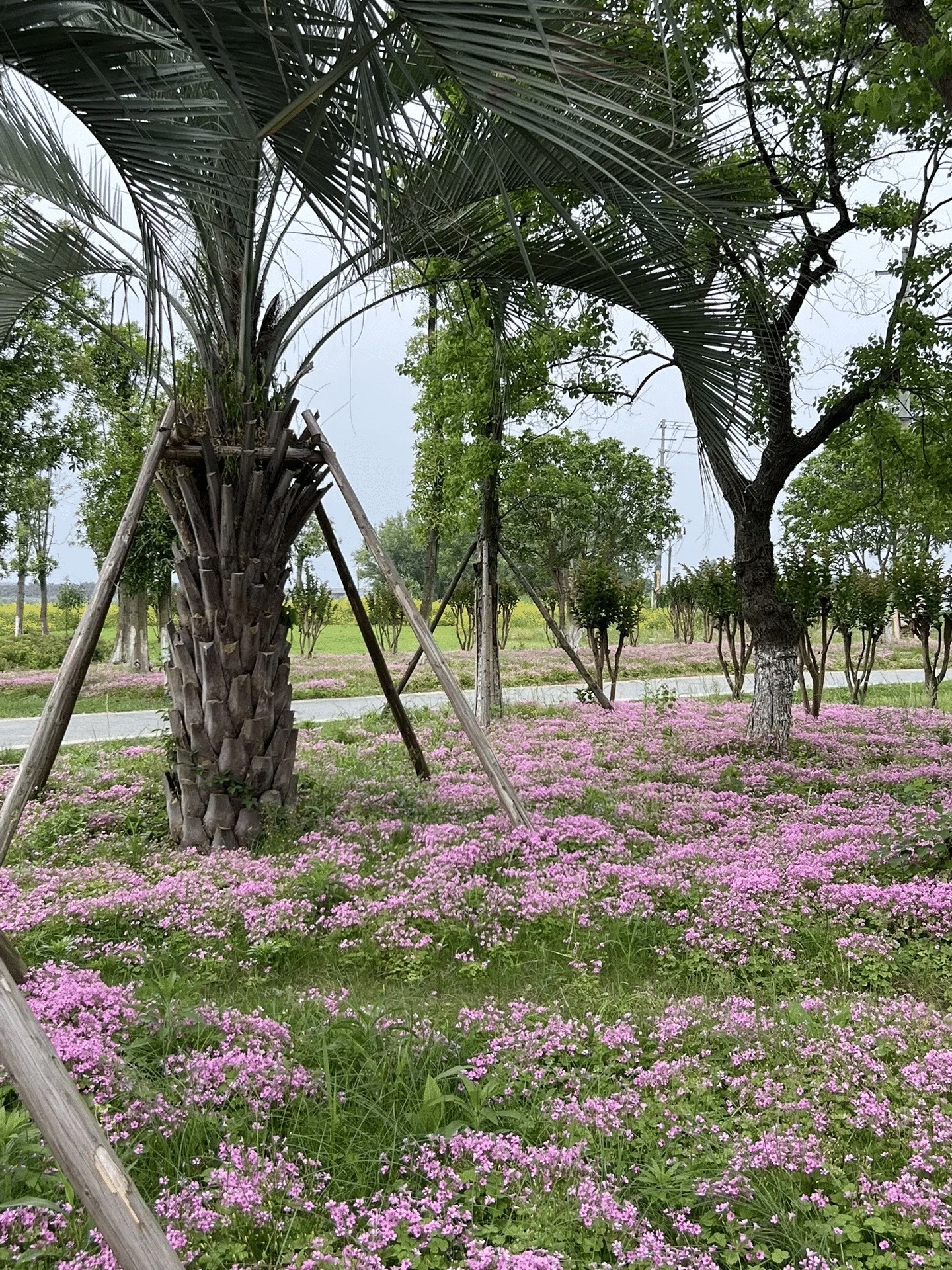 西洞庭沙河公园旅行图片 2