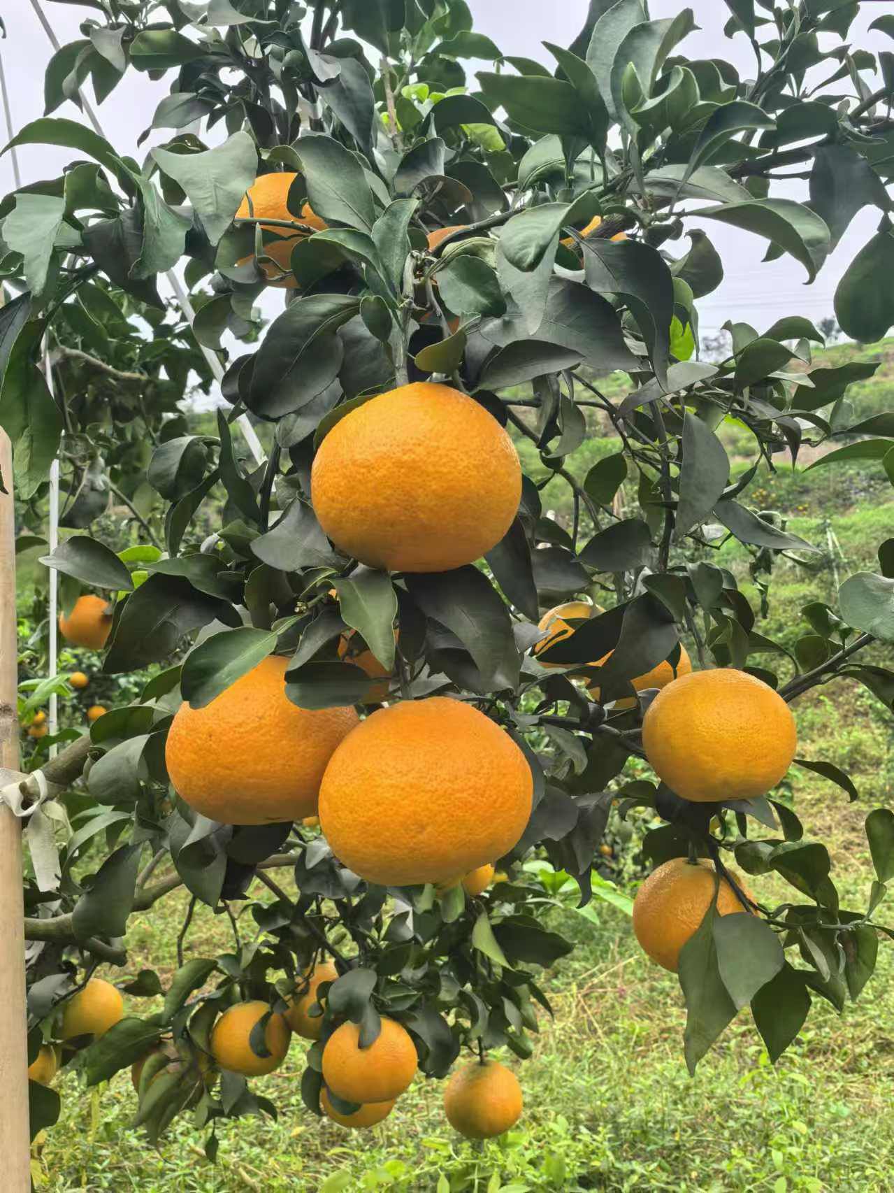 场地封面-好恩生态果园