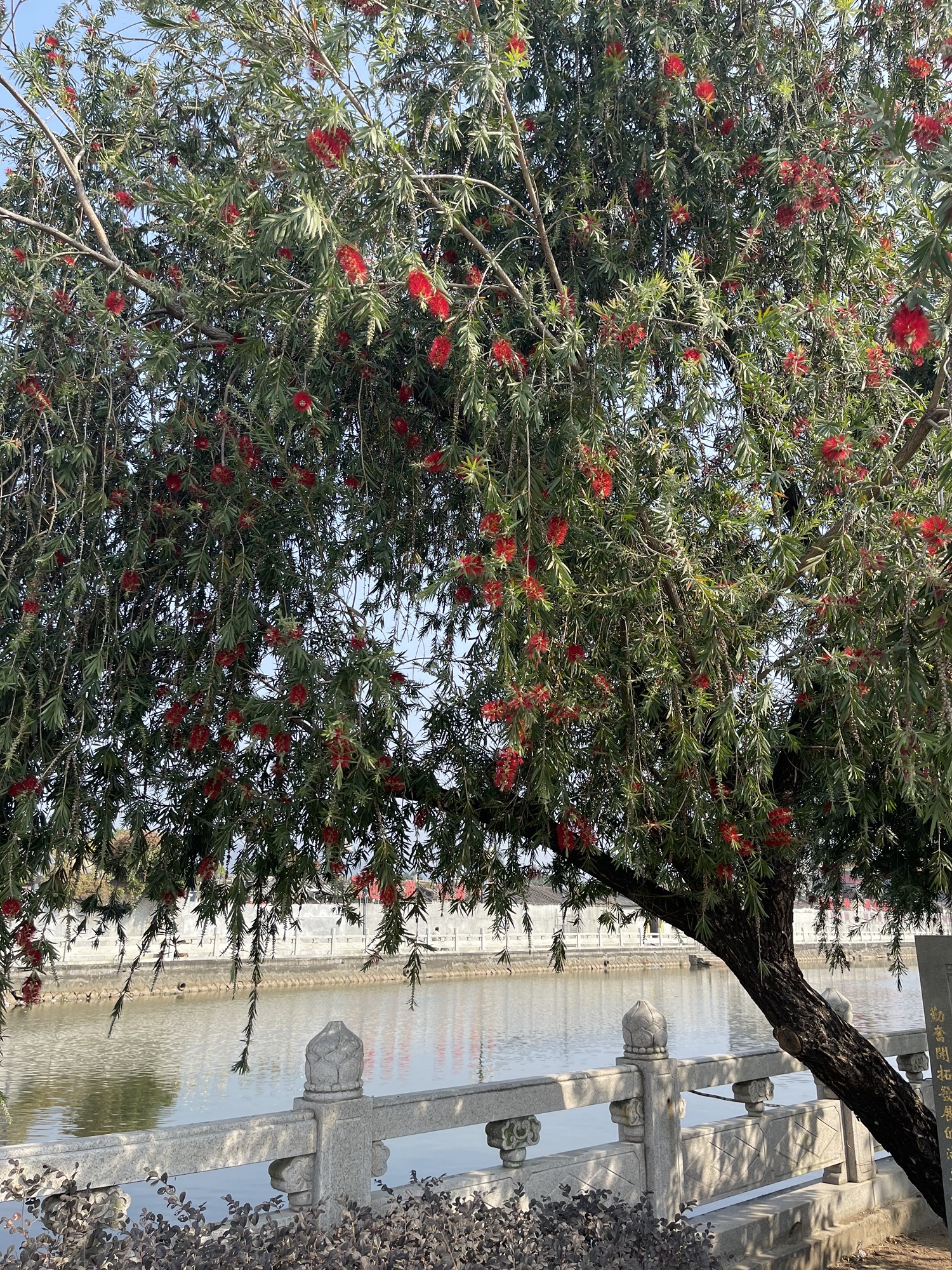 湖心园旅行图片 2