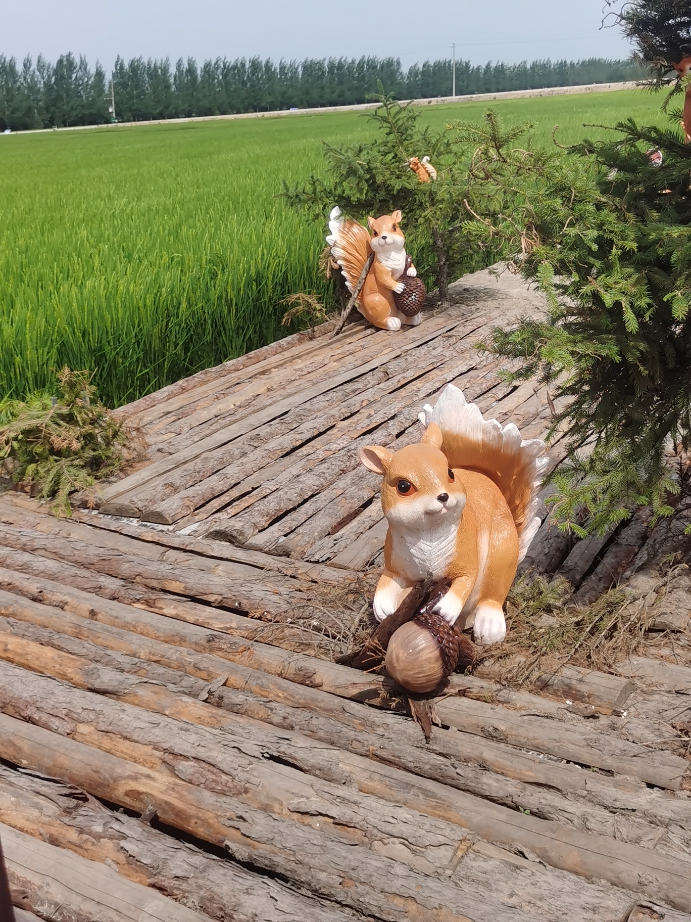 八五八农场千岛林稻田画旅行图片 3