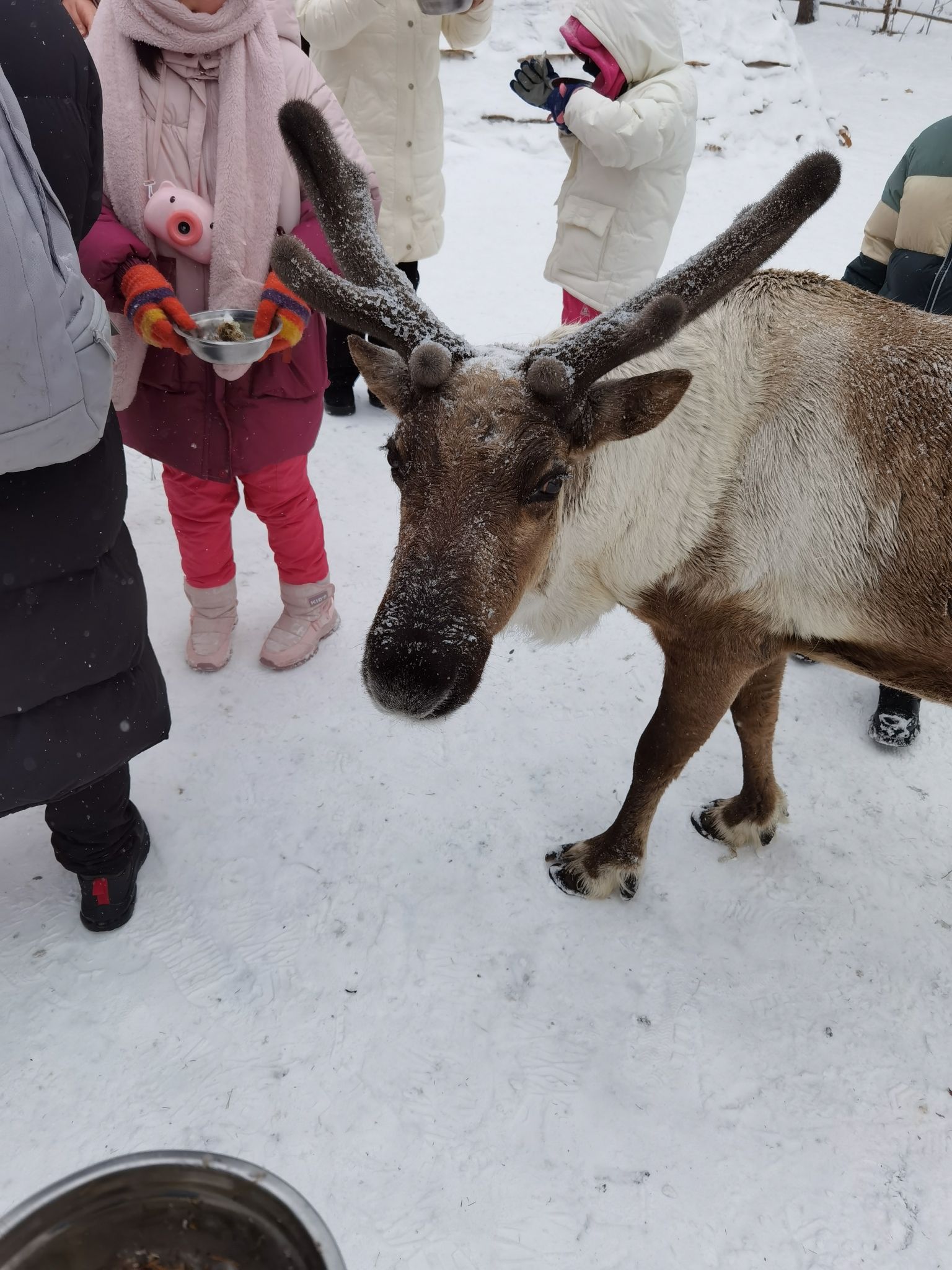长白山雪绒花驯鹿园旅行图片 3