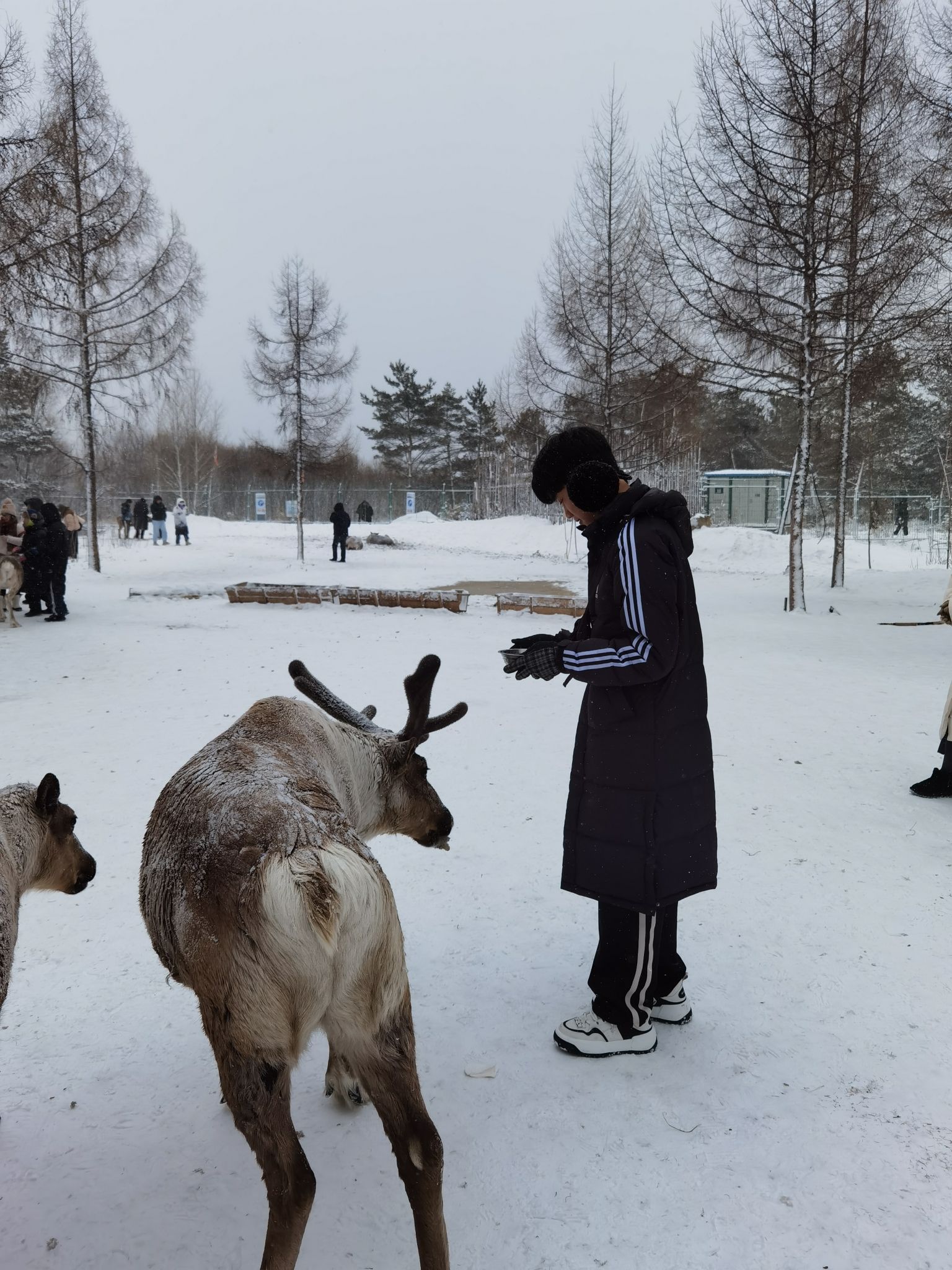 长白山雪绒花驯鹿园旅行图片 2
