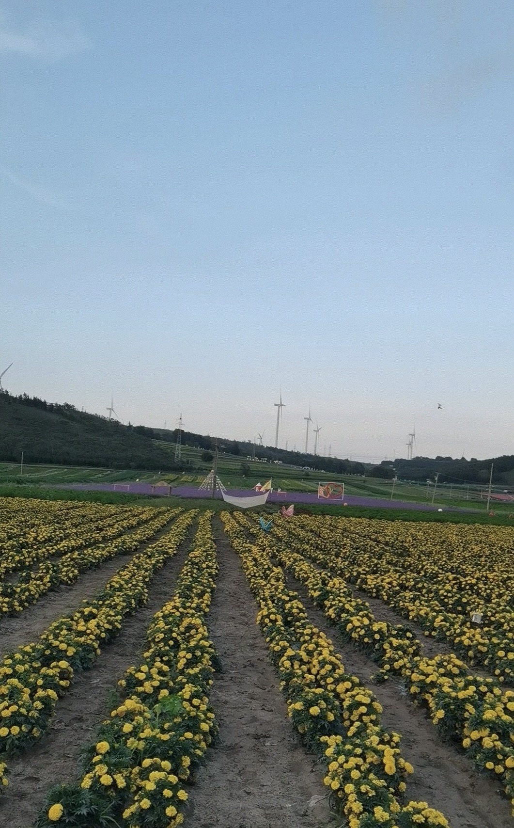 云栖漫野花海旅行图片 2
