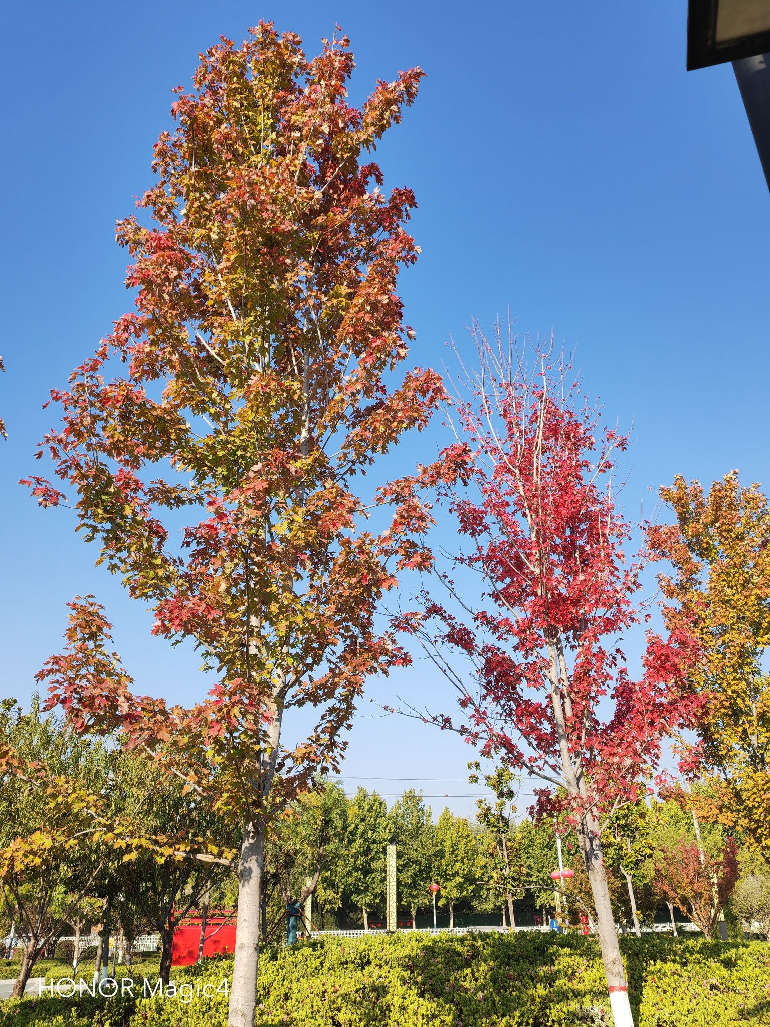 桃花堤湿地公园旅行图片 2