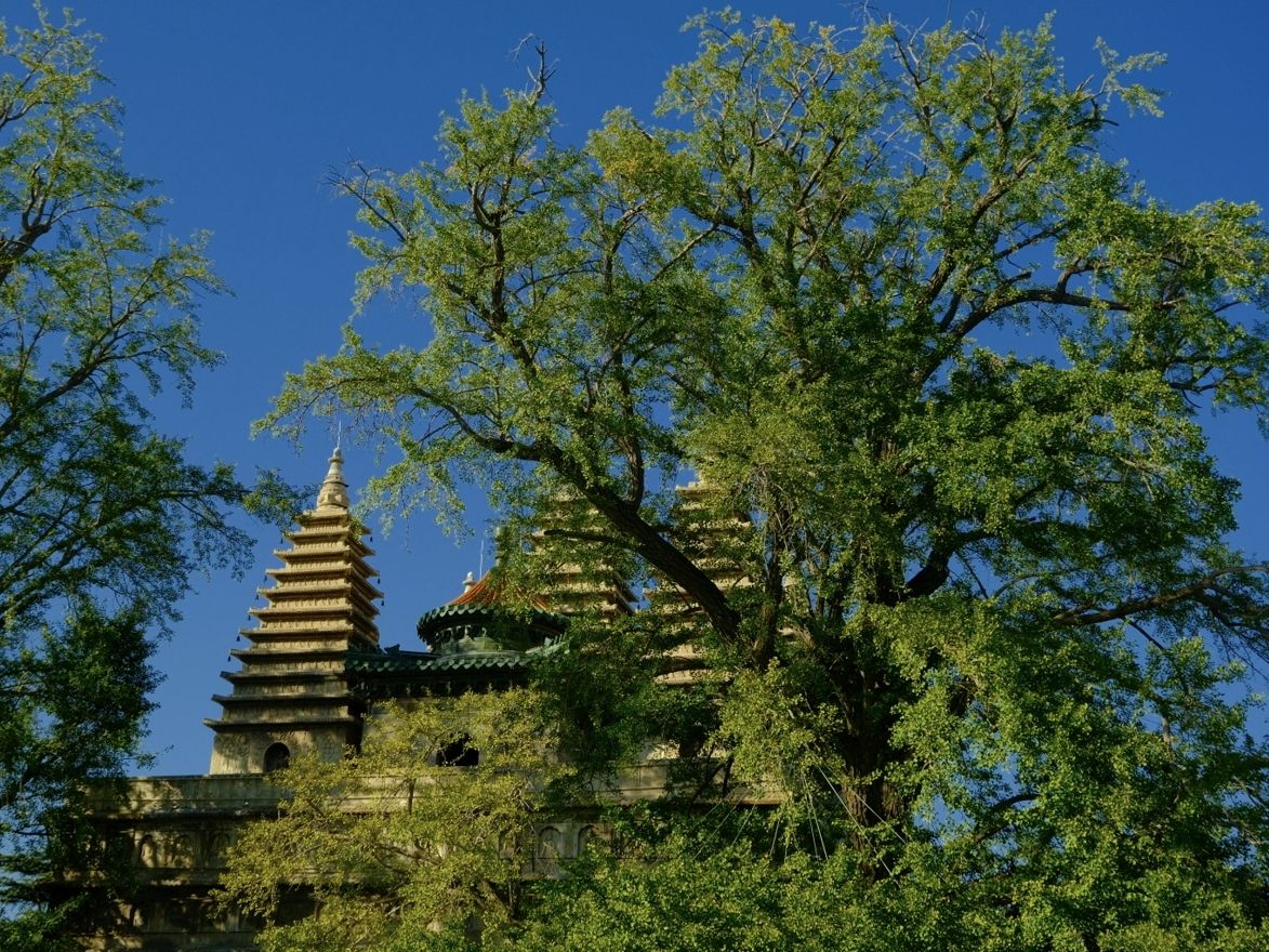 五塔寺公园旅行图片 2